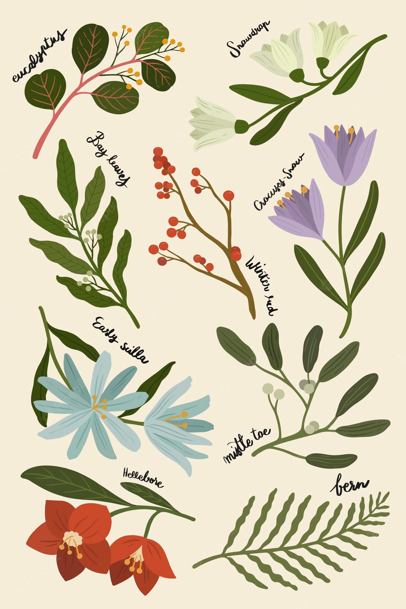Free Vector. Winter botanicals on a beige phone background illustration
