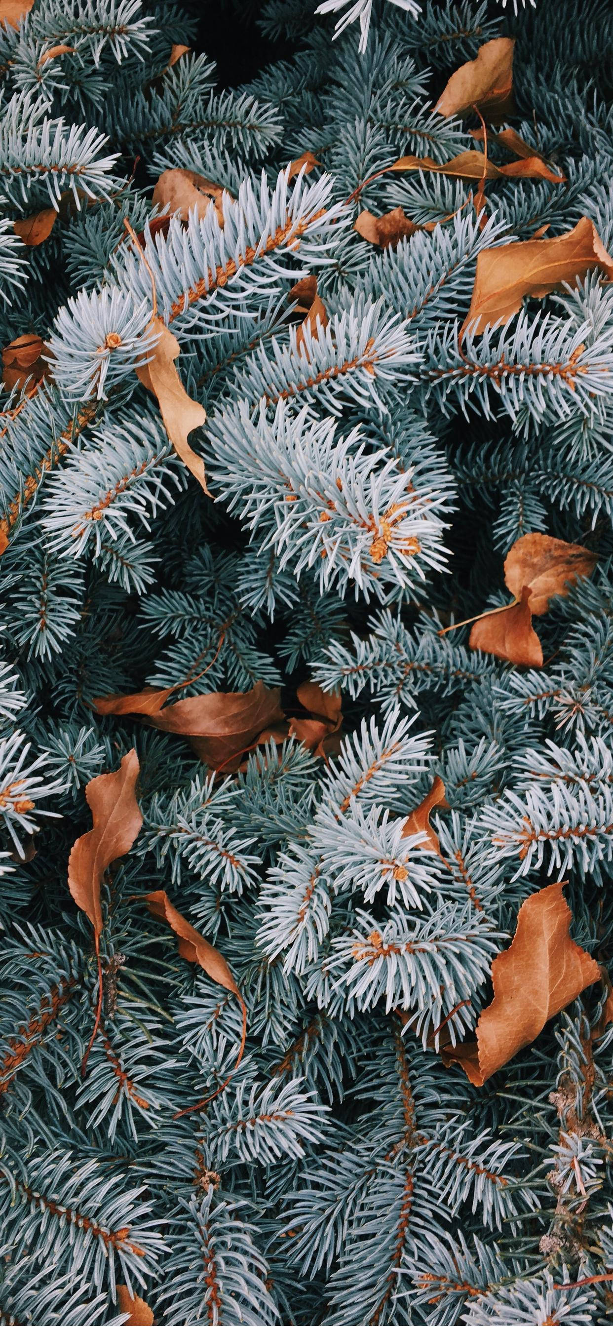 Download Pine Tree Leaves Christmas iPhone Wallpaper