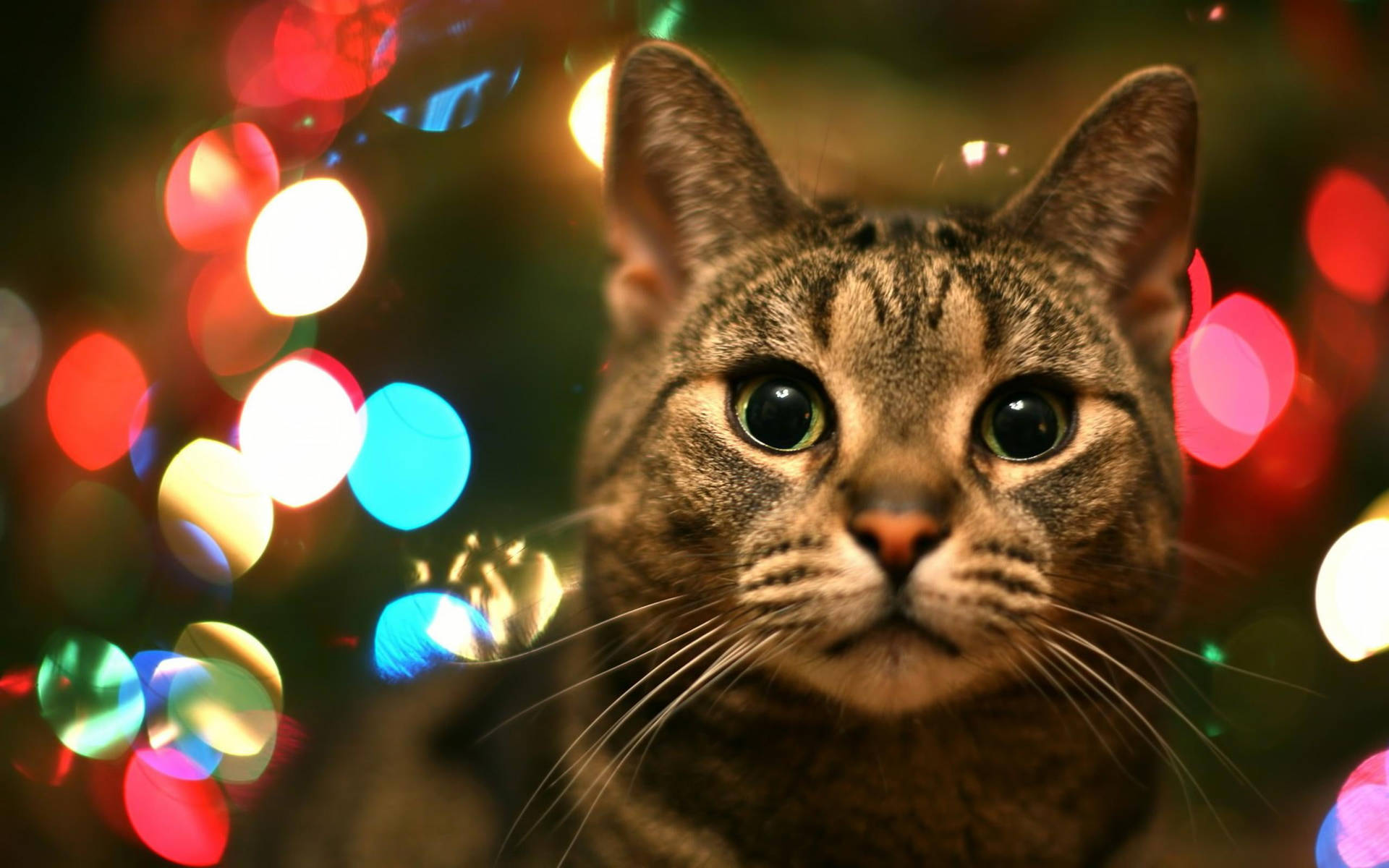 Download Cute Cat Love Christmas Lights Wallpaper
