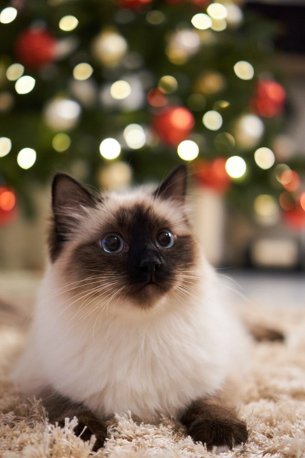 Cat Christmas Cute Wallpapers - Wallpaper Cave