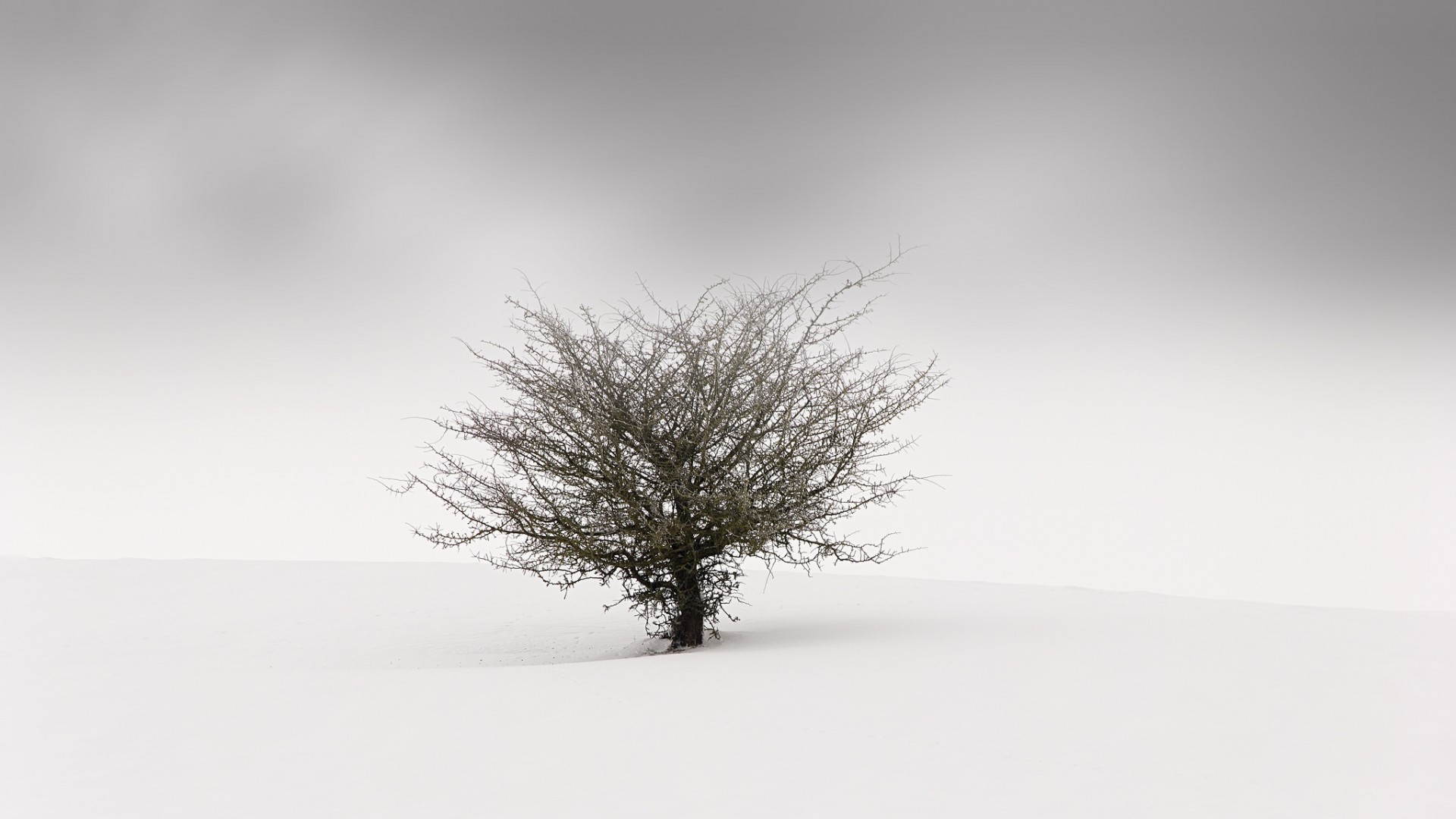 landscape, simple, winter, mist, snow, minimalism, branch, trees, nature, blurred Gallery HD Wallpaper