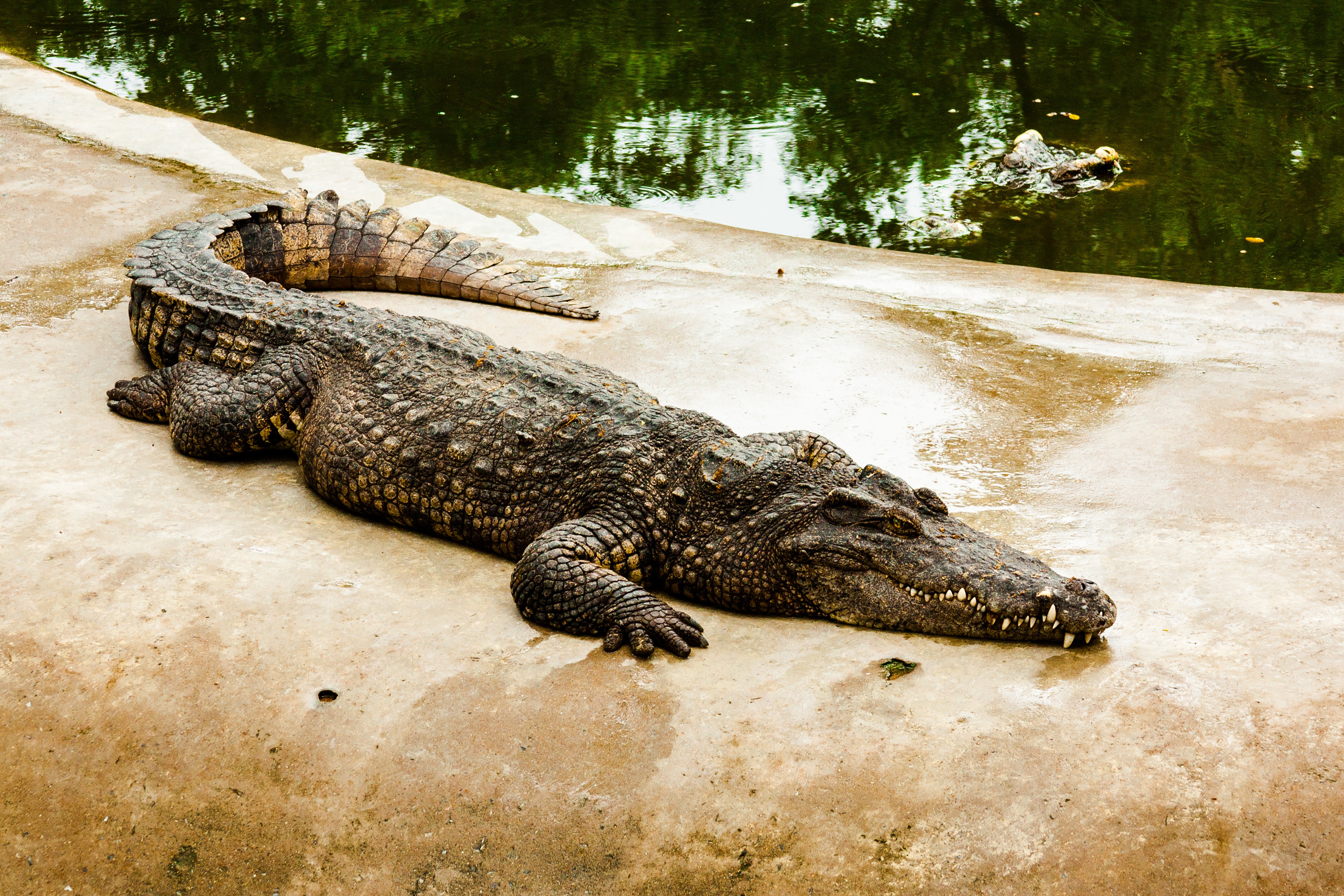 Nile Crocodile Photo, Download Free Nile Crocodile & HD Image