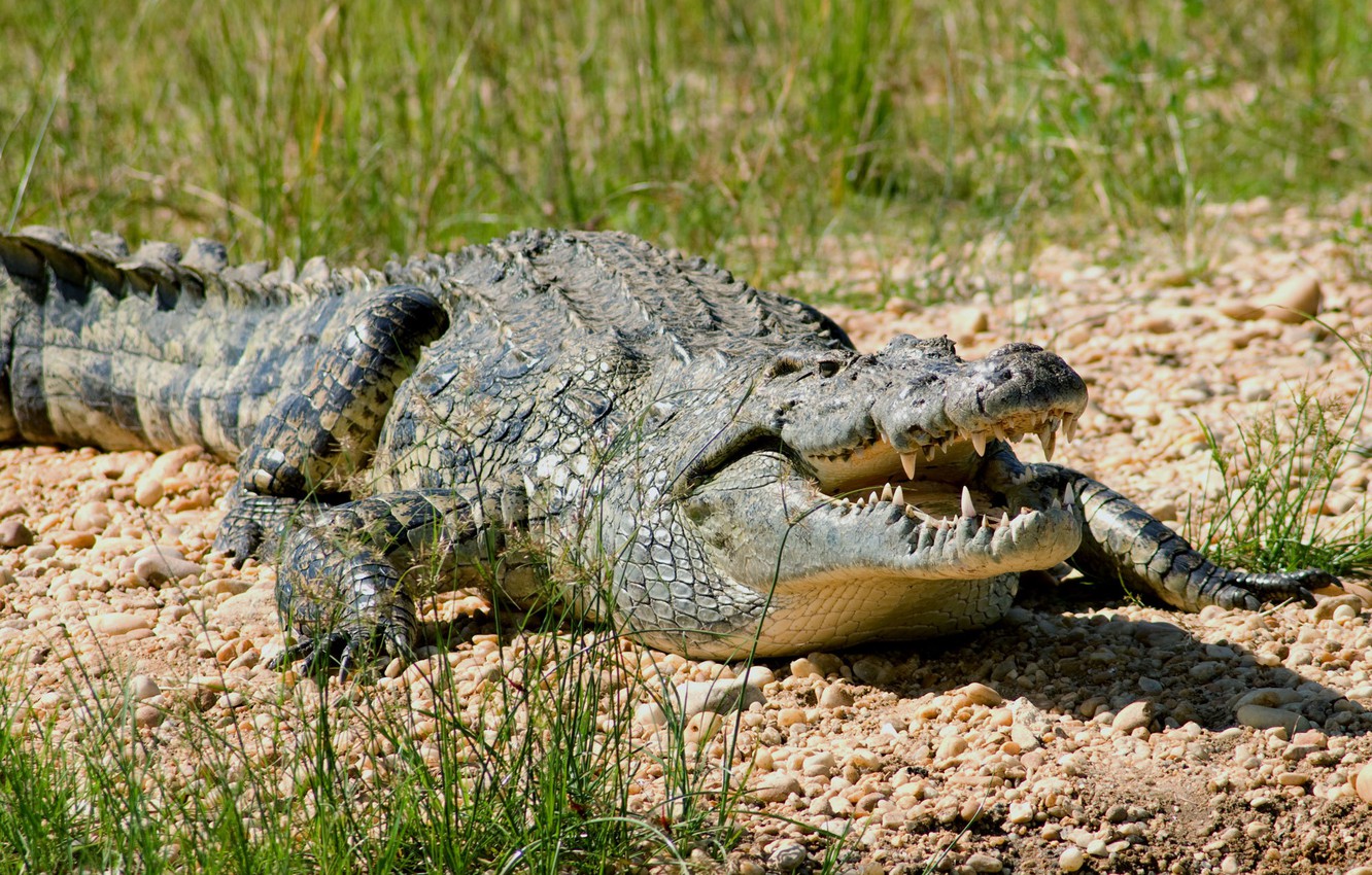 Wallpaper look, Africa, sunlight, Nile crocodile image for desktop, section животные