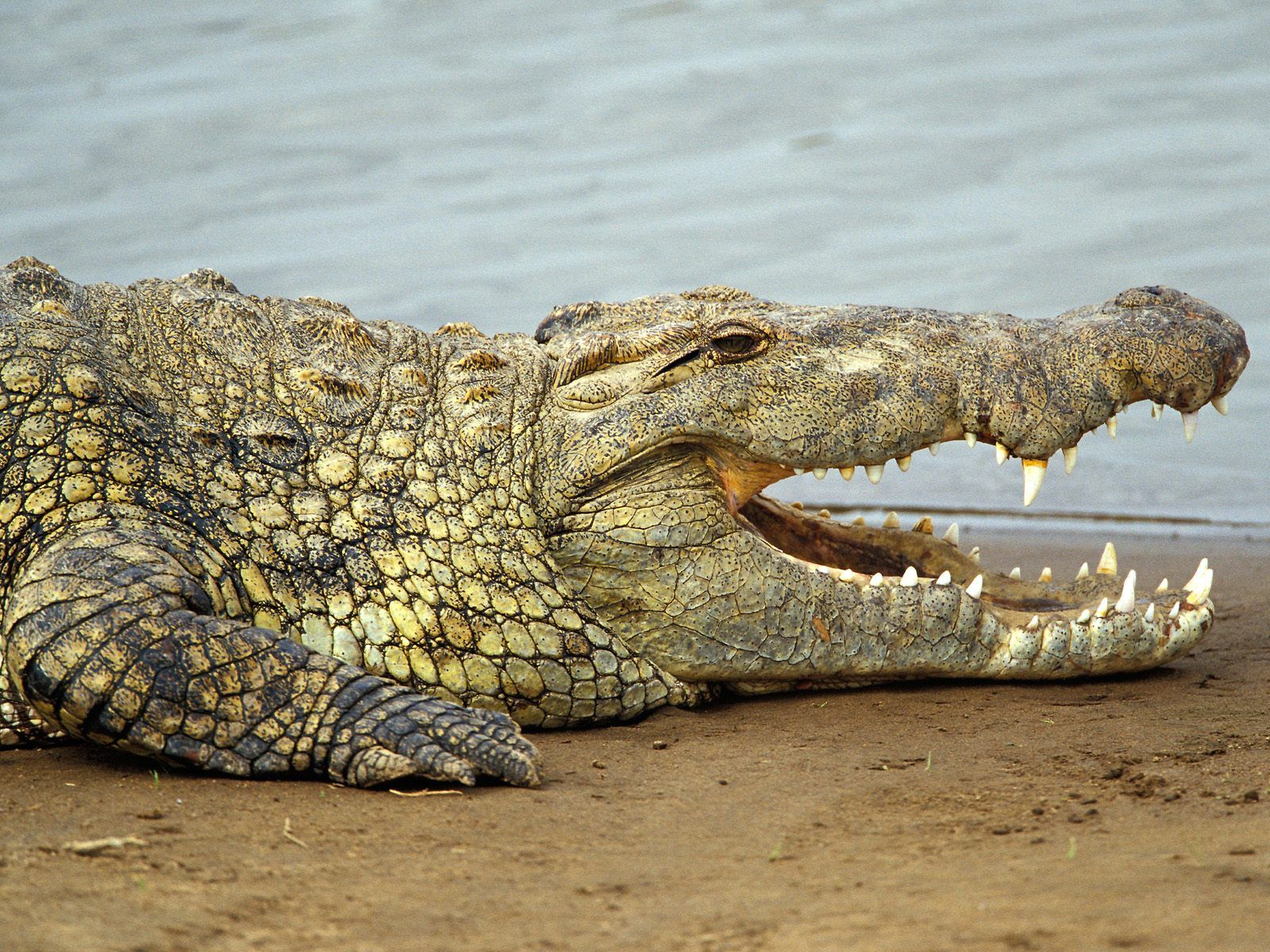 Amazing Crocodile Photo. MostBeautifulThings. Nile crocodile, Crocodile animal, Crocodiles