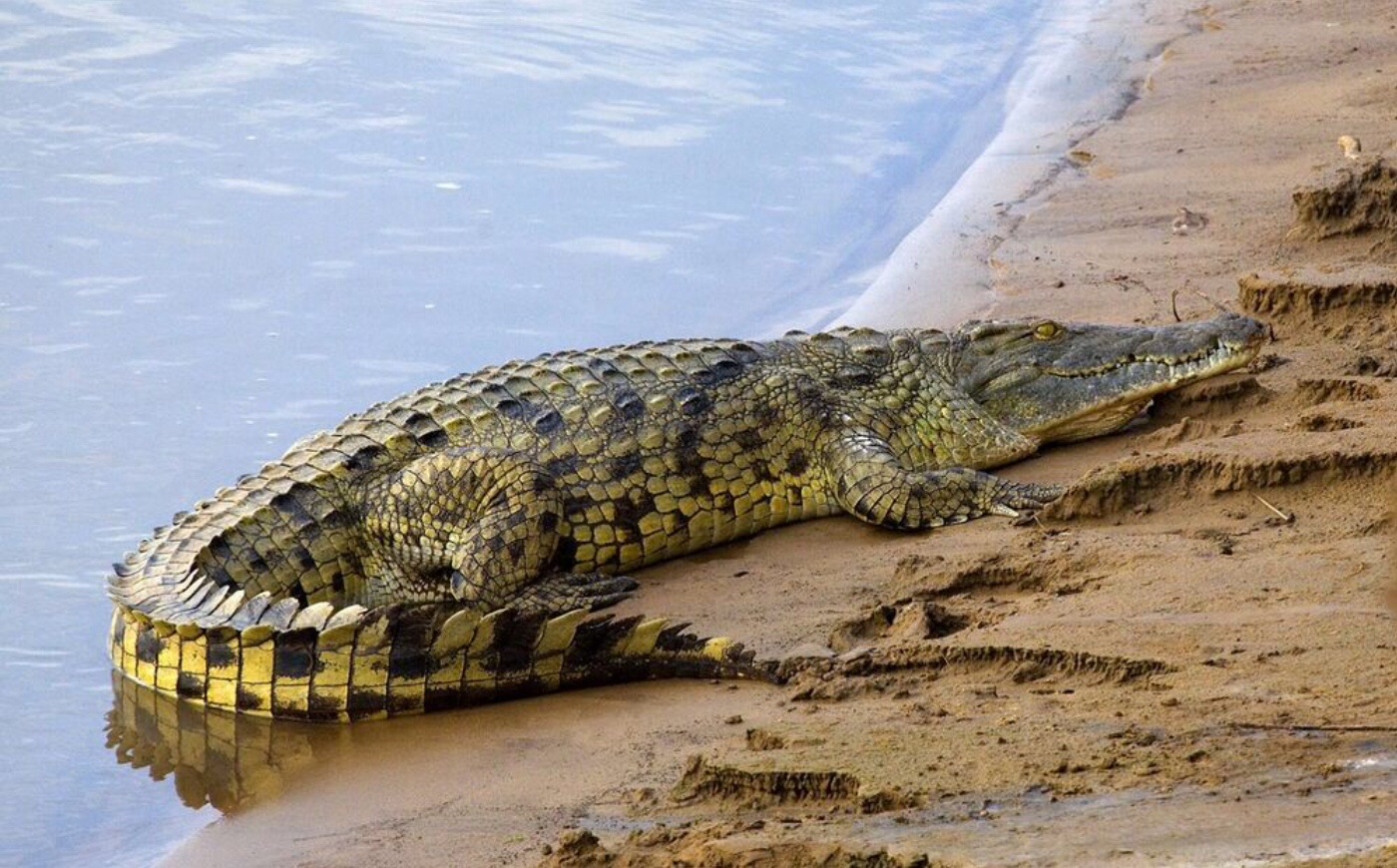 Crocodiles. Lion King Lion Guard