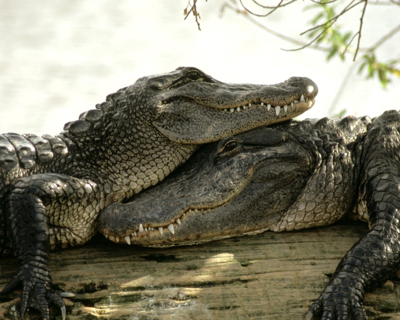 Download Crocodiles wallpaper for mobile phone, free Crocodiles HD picture