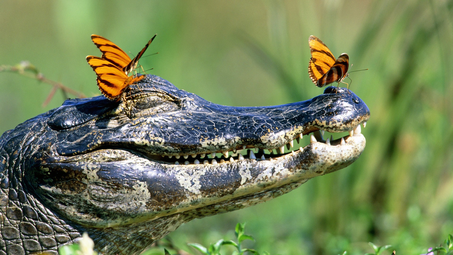 crocodiles, Butterfly, Reptile Wallpaper HD / Desktop and Mobile Background