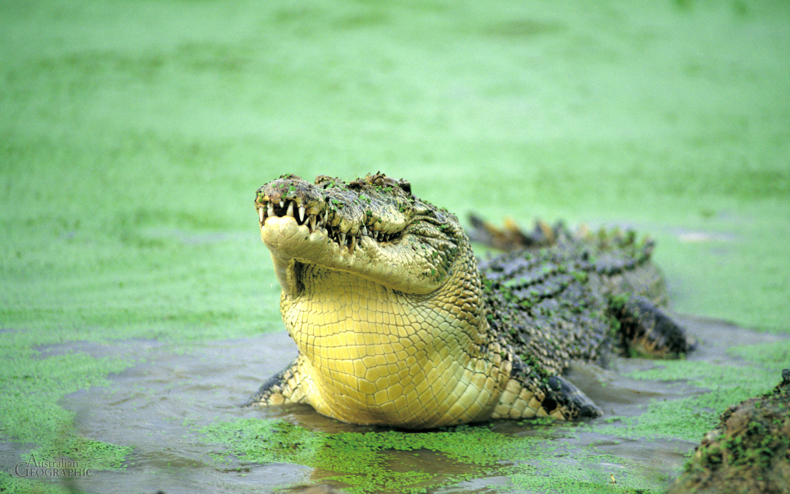 Download Swamp Alligator Wallpaper