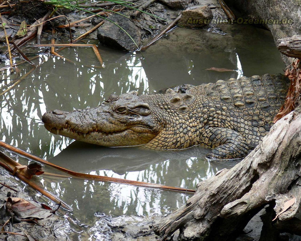 Download wallpaper 1280x1024 crocodile, mud, water, swim, logs standard 5:4 HD background