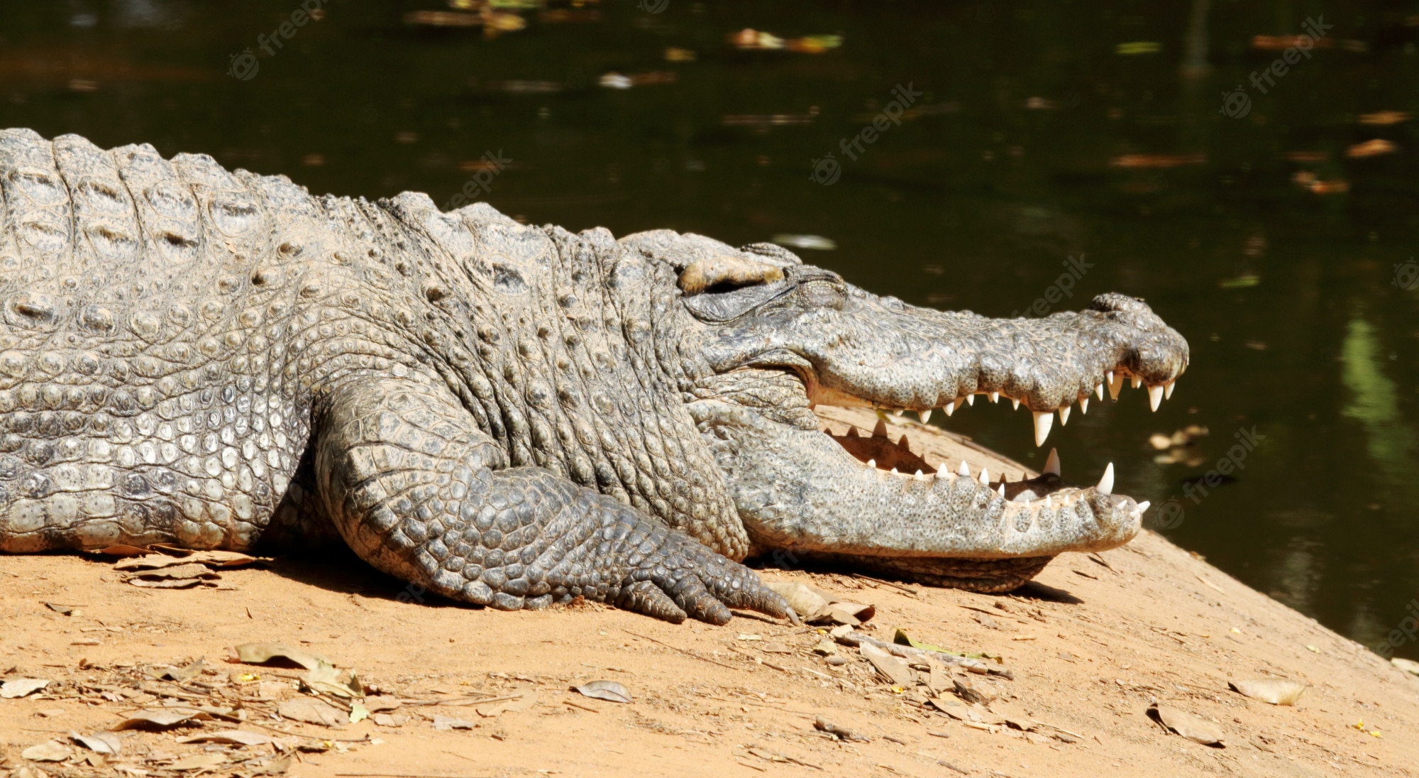 Nile crocodile Image. Free Vectors, & PSD