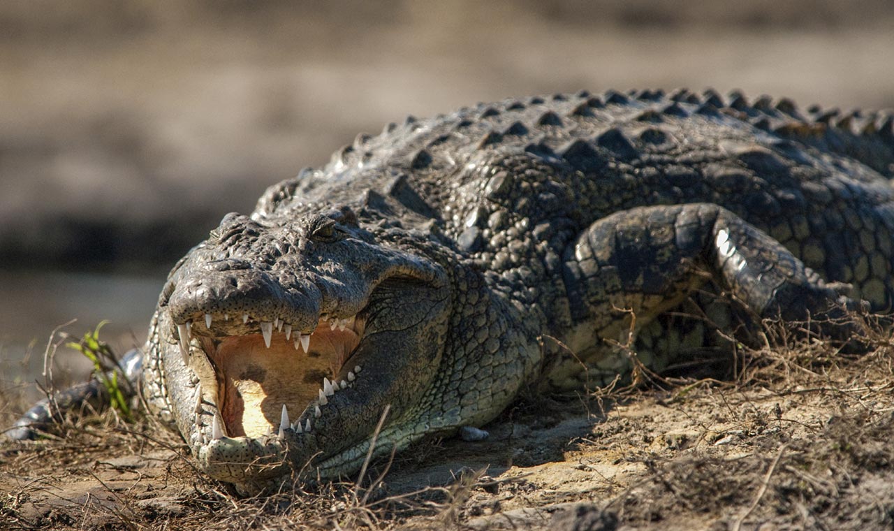 Nile Crocodile. MpalaLive!