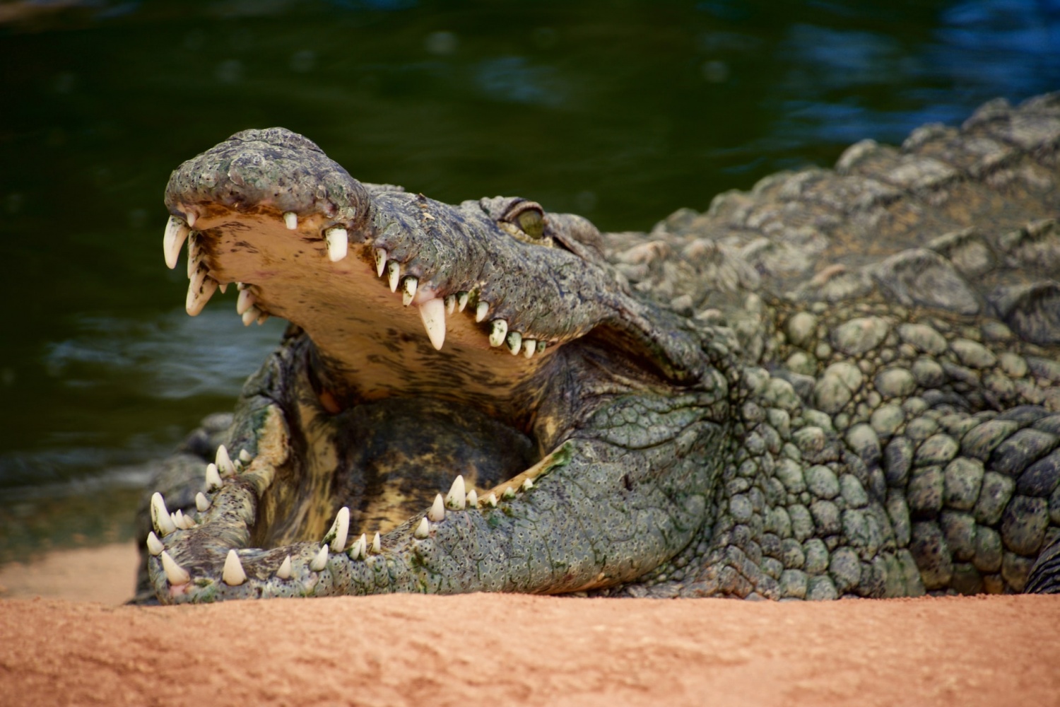 1000 Pound Crocodile, Man Eating Dinosaur Shot Dead In Africa By US Hunter. Nature World News