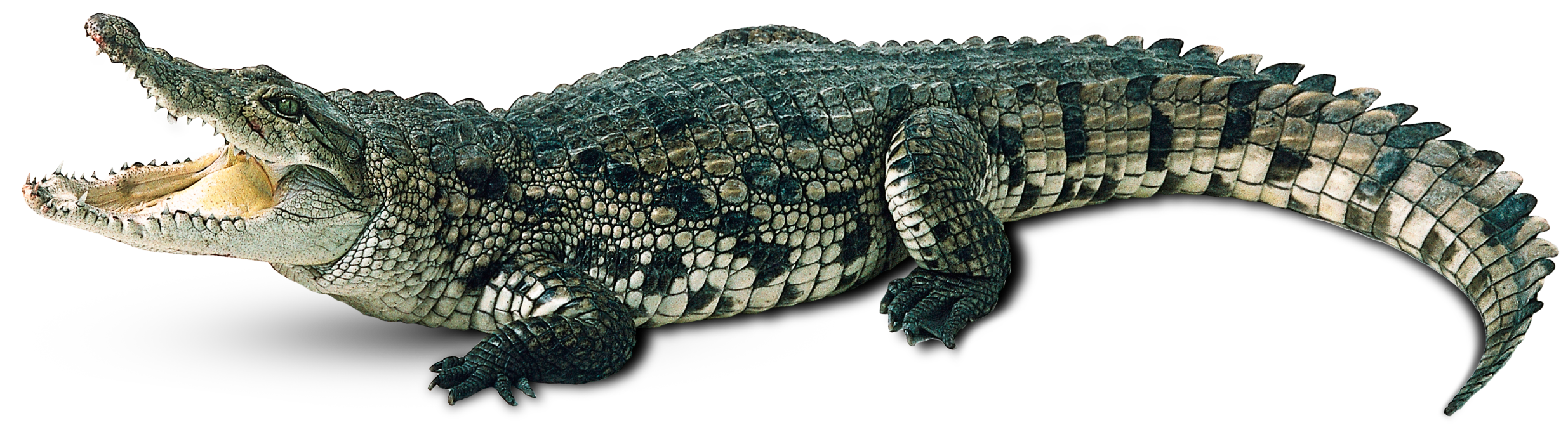 Crocodile PNG Transparent Image