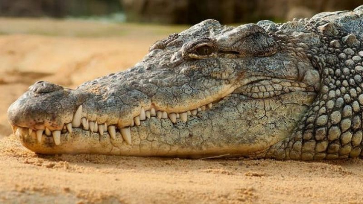 UP: 8 Ft Long Crocodile Enters House In Etawah; Released Into The Wild
