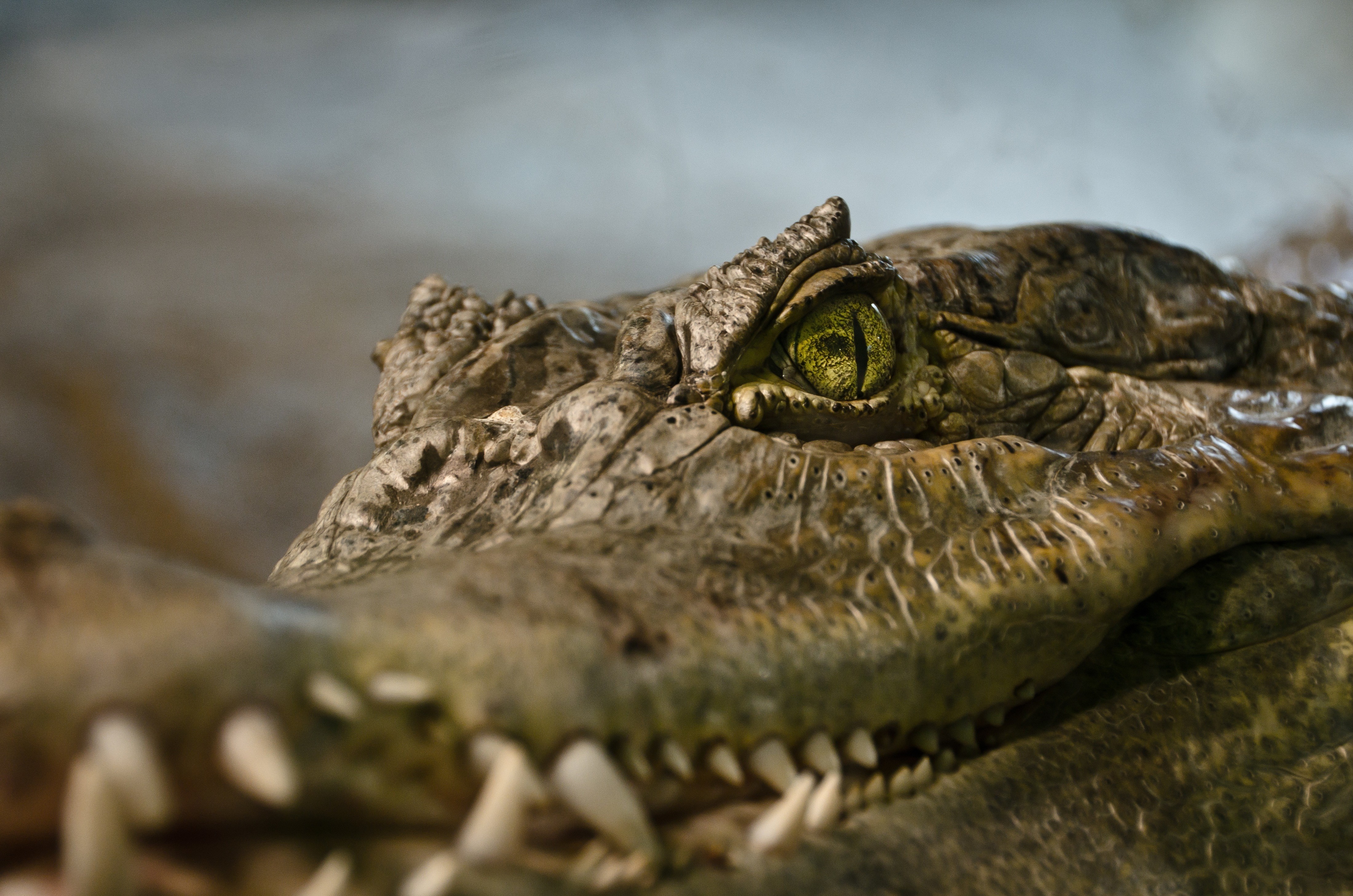 4K, 5K, Crocodiles, Closeup, Grass Gallery HD Wallpaper