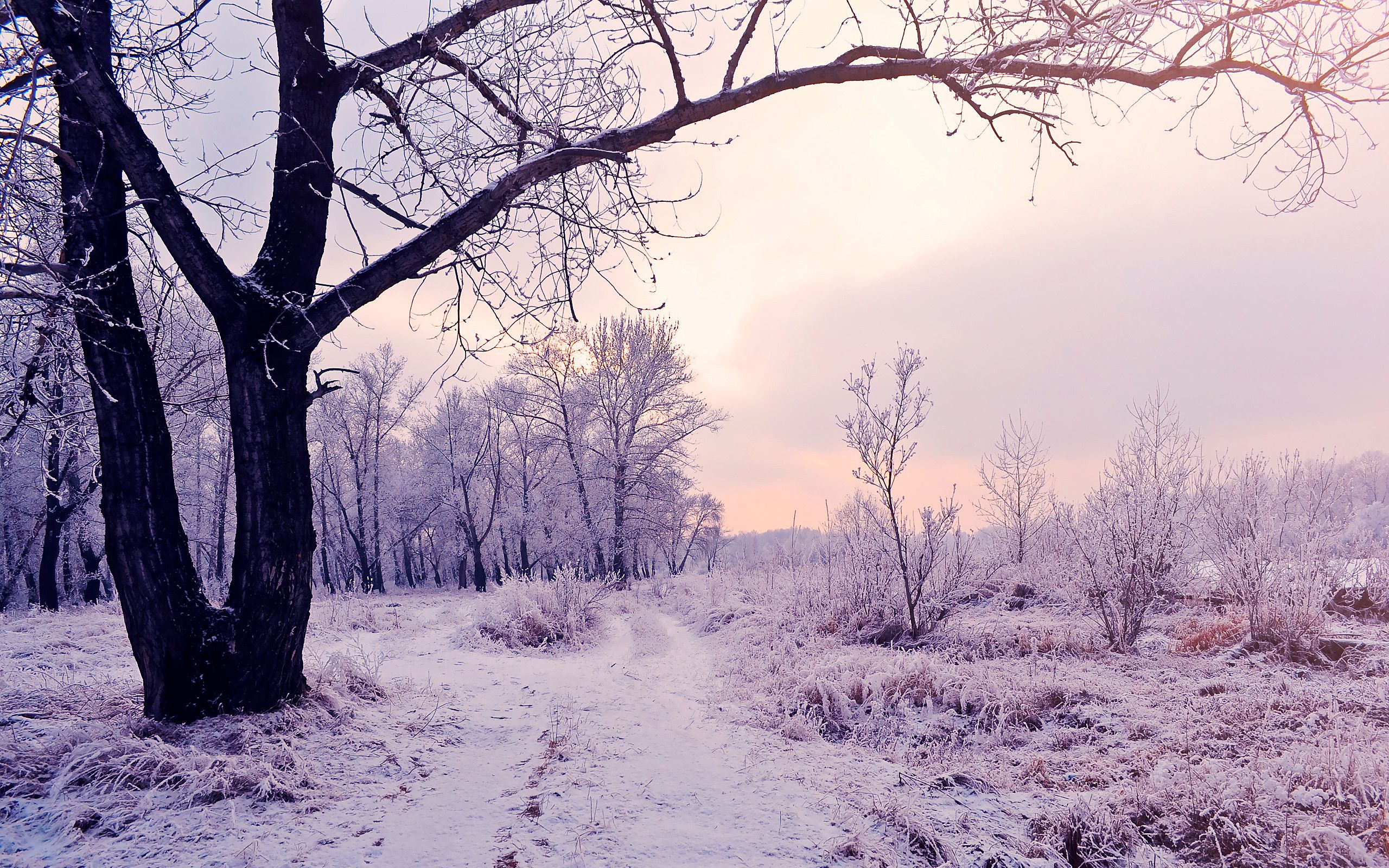 Winter Woods 2560x1600 Wallpapers - Wallpaper Cave