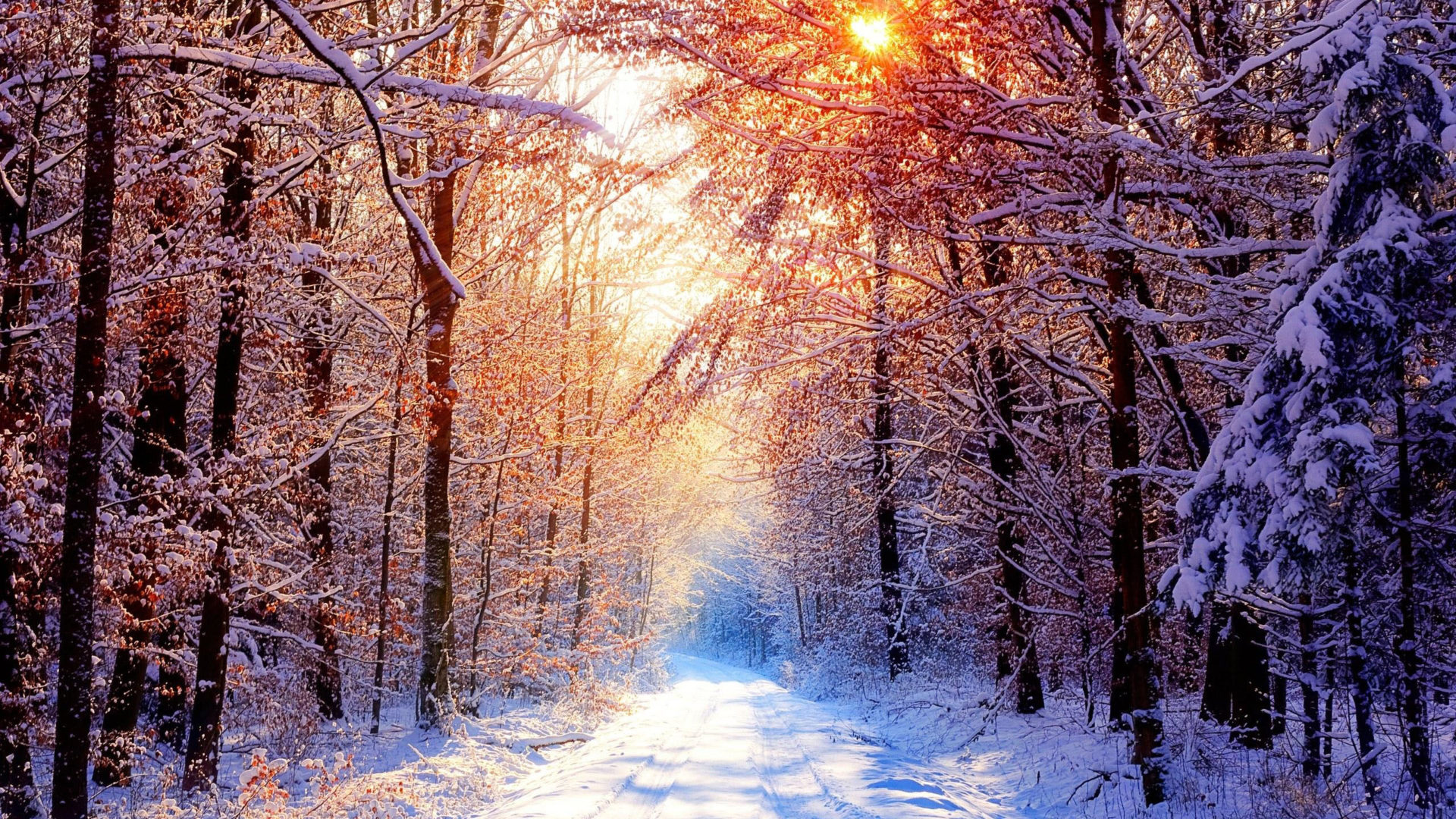 Wallpaper Sunset In A Snowy Forest