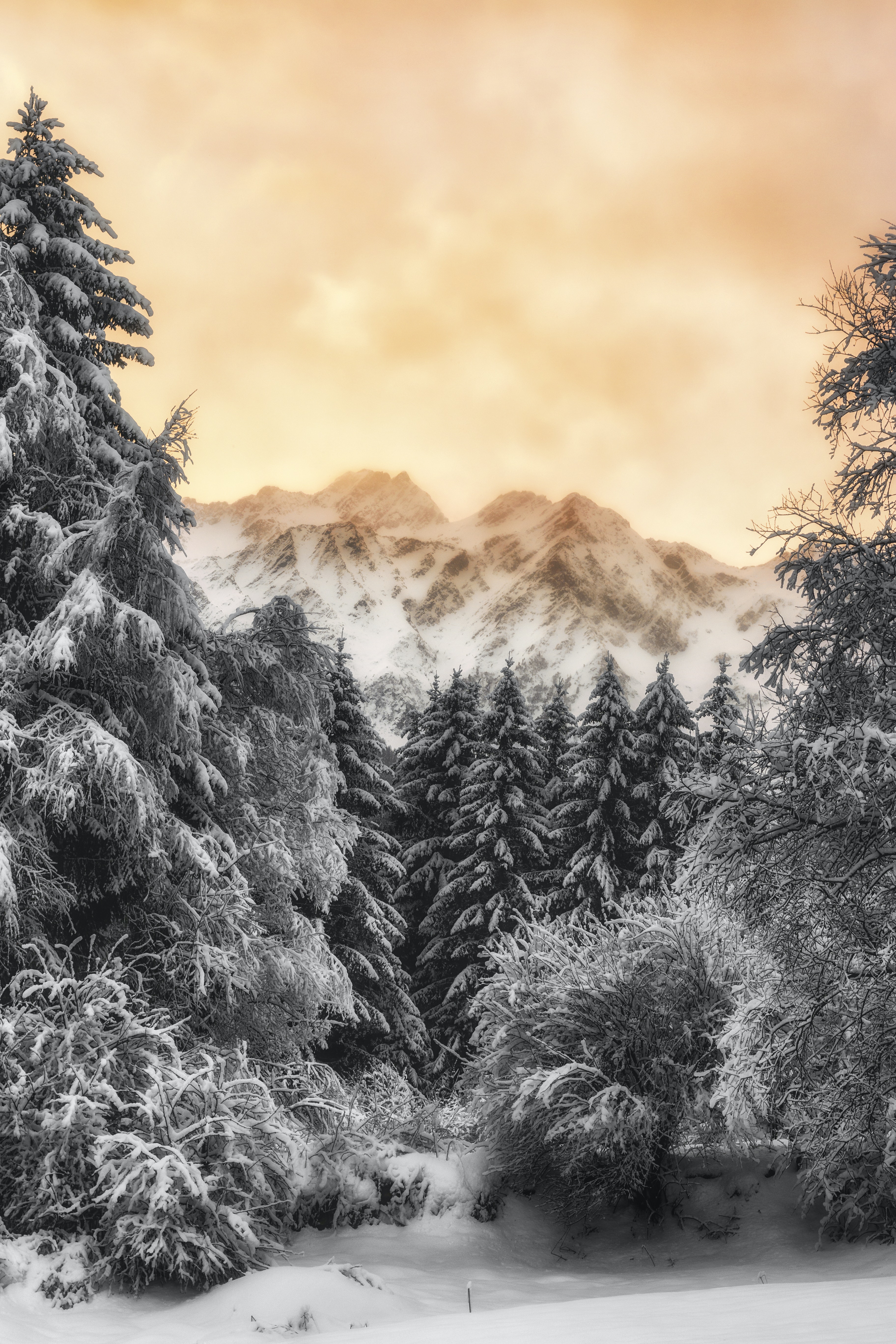 Winter Forest Photo, Download The BEST