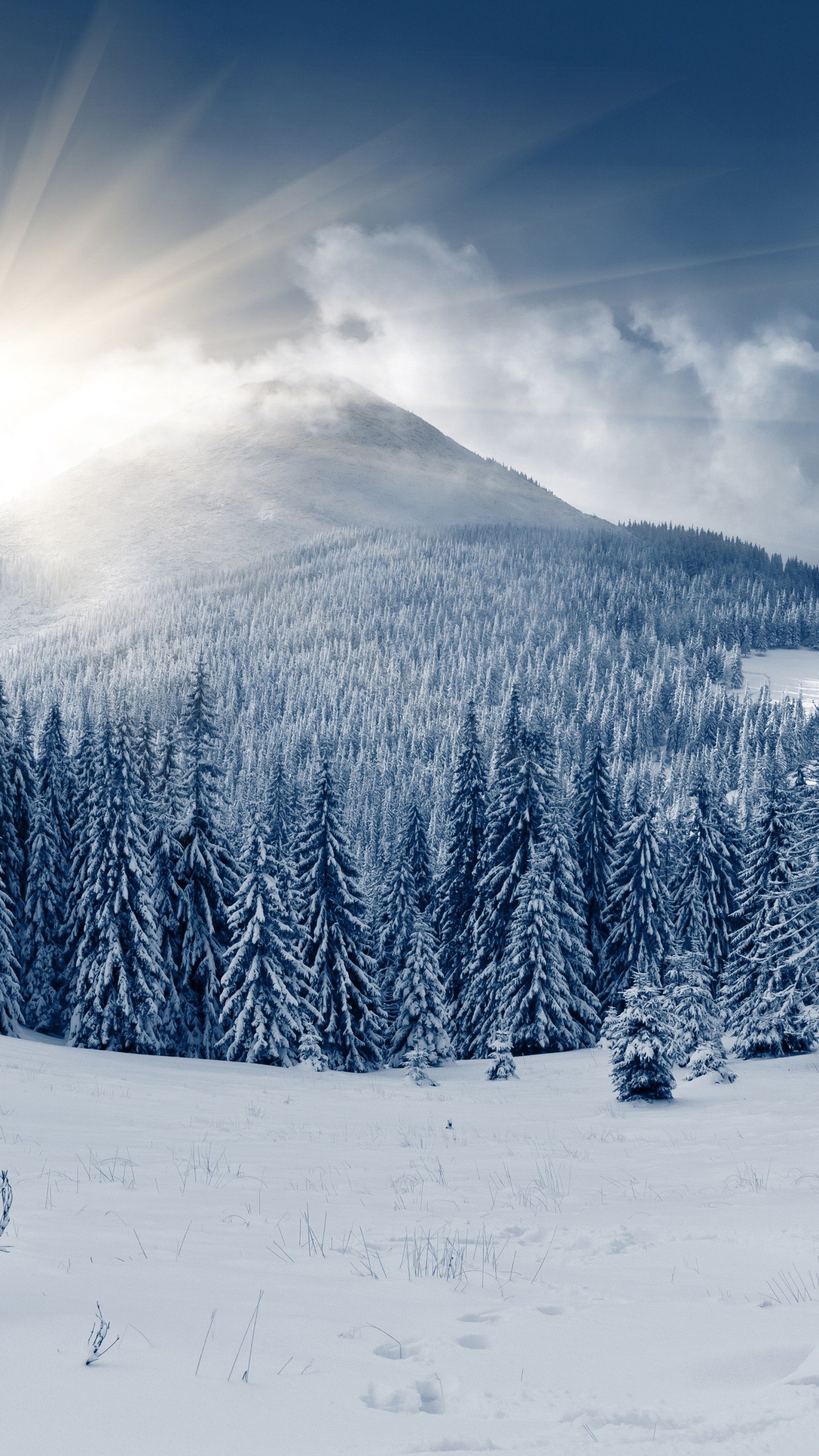 Wallpaper Winter Forest, 5k, 4k Wallpaper, Mountain, Sun, Snow, Fir Trees, Nature