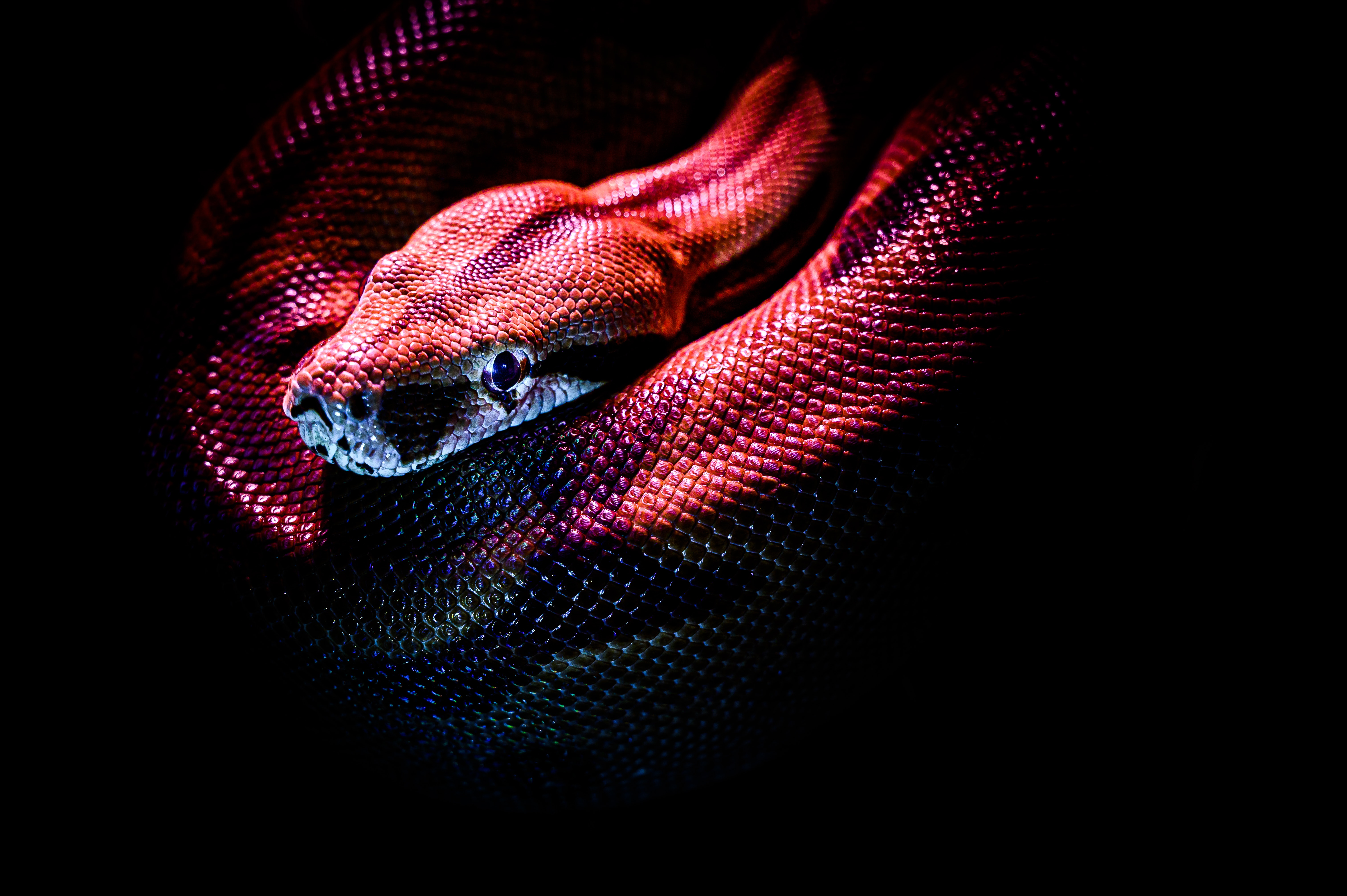 Photo Of A Red Snake · Free