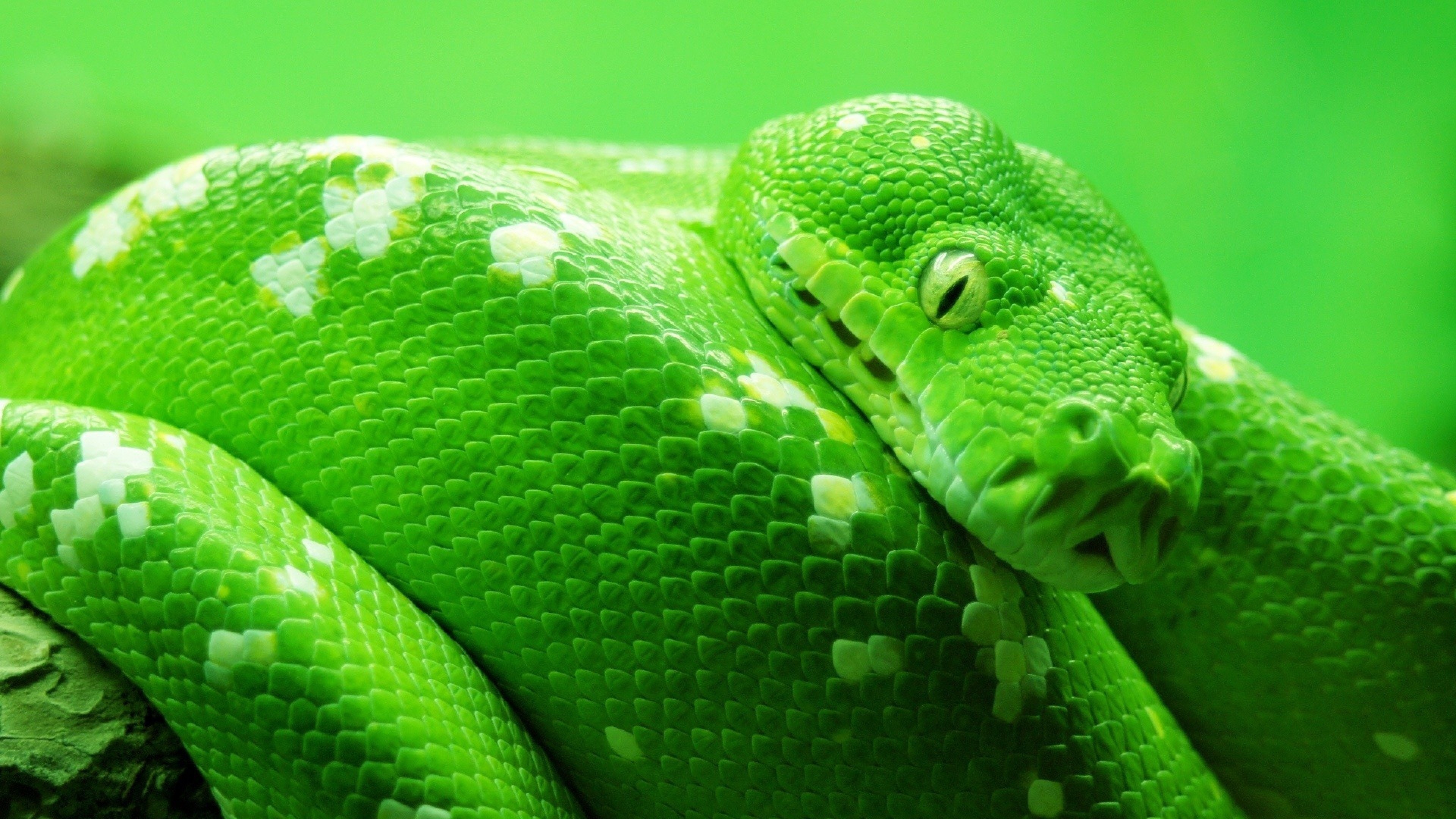 Wallpaper snake, green, 4k, Animals