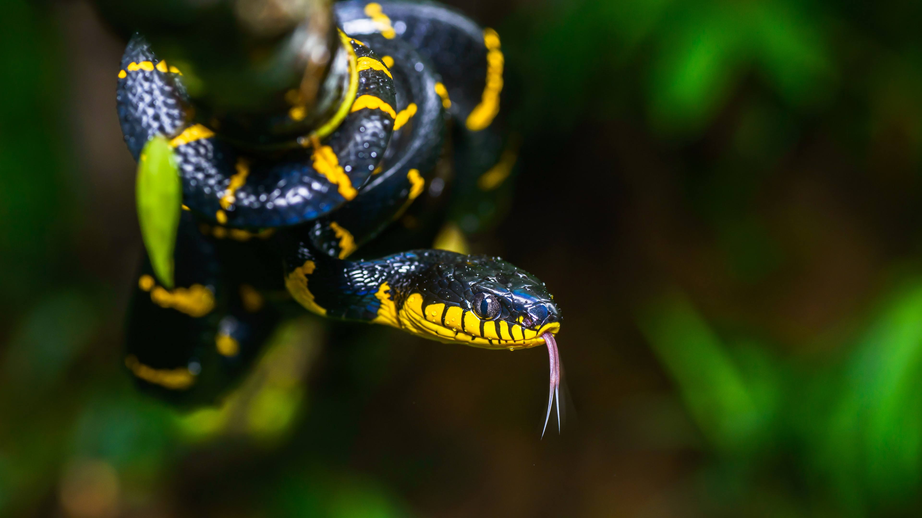Download wallpaper: Mangrove snake 3840x2160