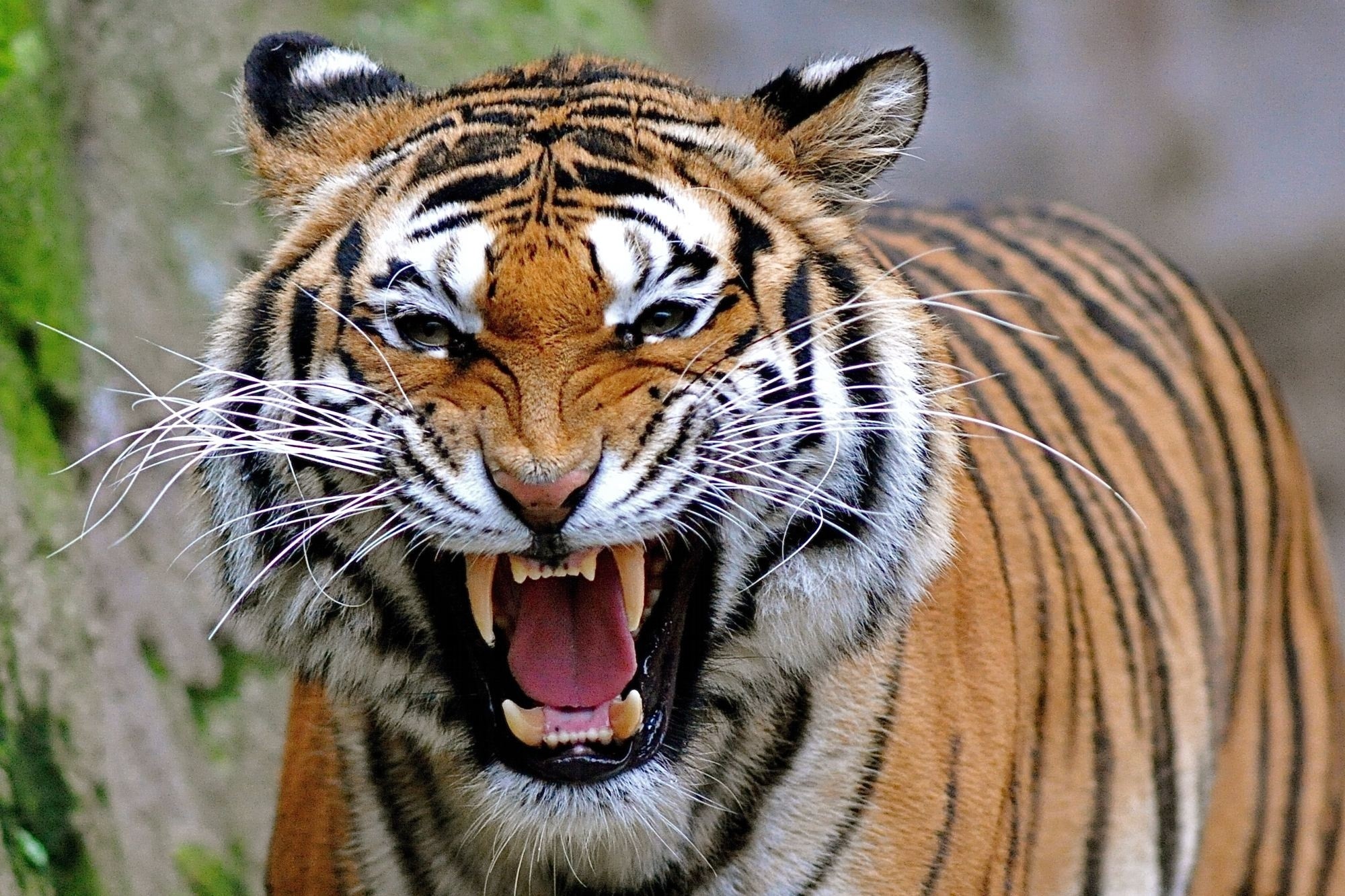 Big cats, Tigers Gallery HD Wallpaper
