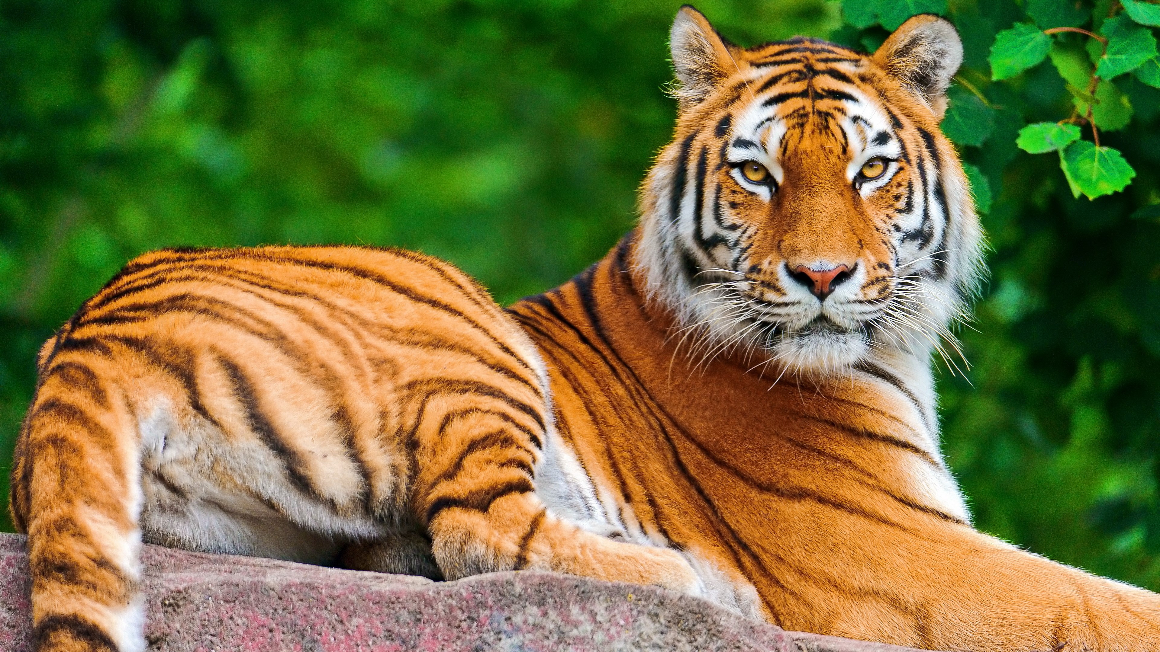 the real tiger wallpaper HD Gallery HD Wallpaper