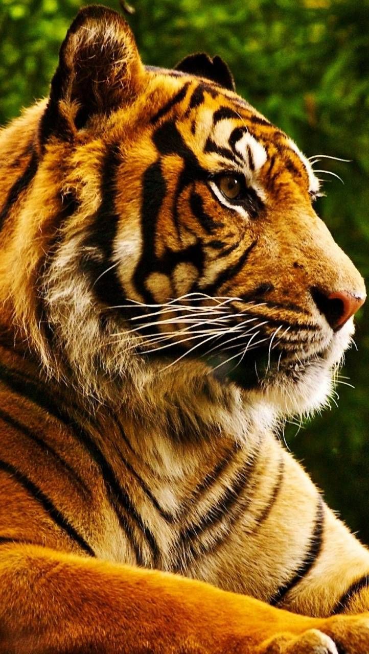 Best Free 4K Phone Wallpaper