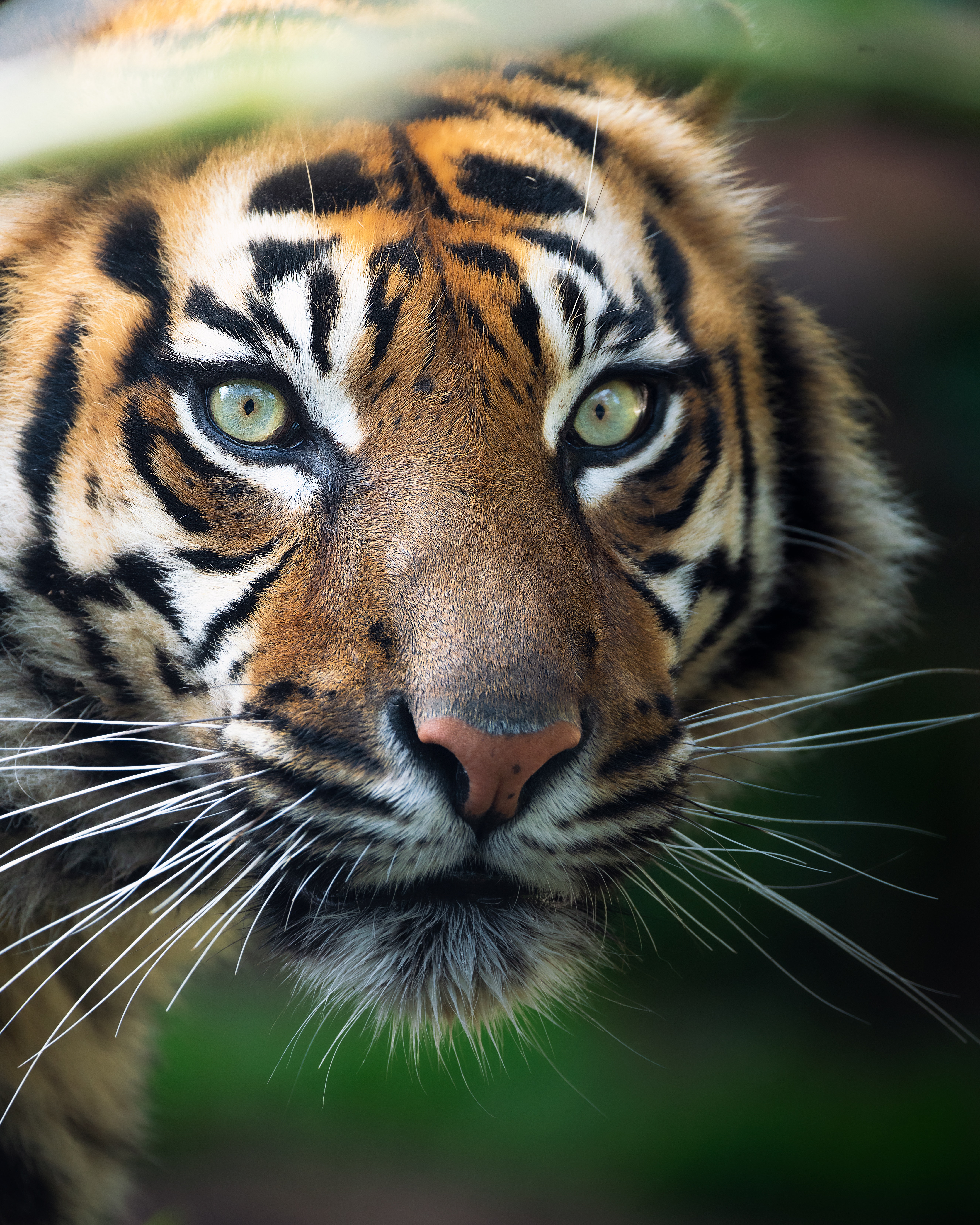 Siberian Tiger Photo, Download Free Siberian Tiger & HD Image