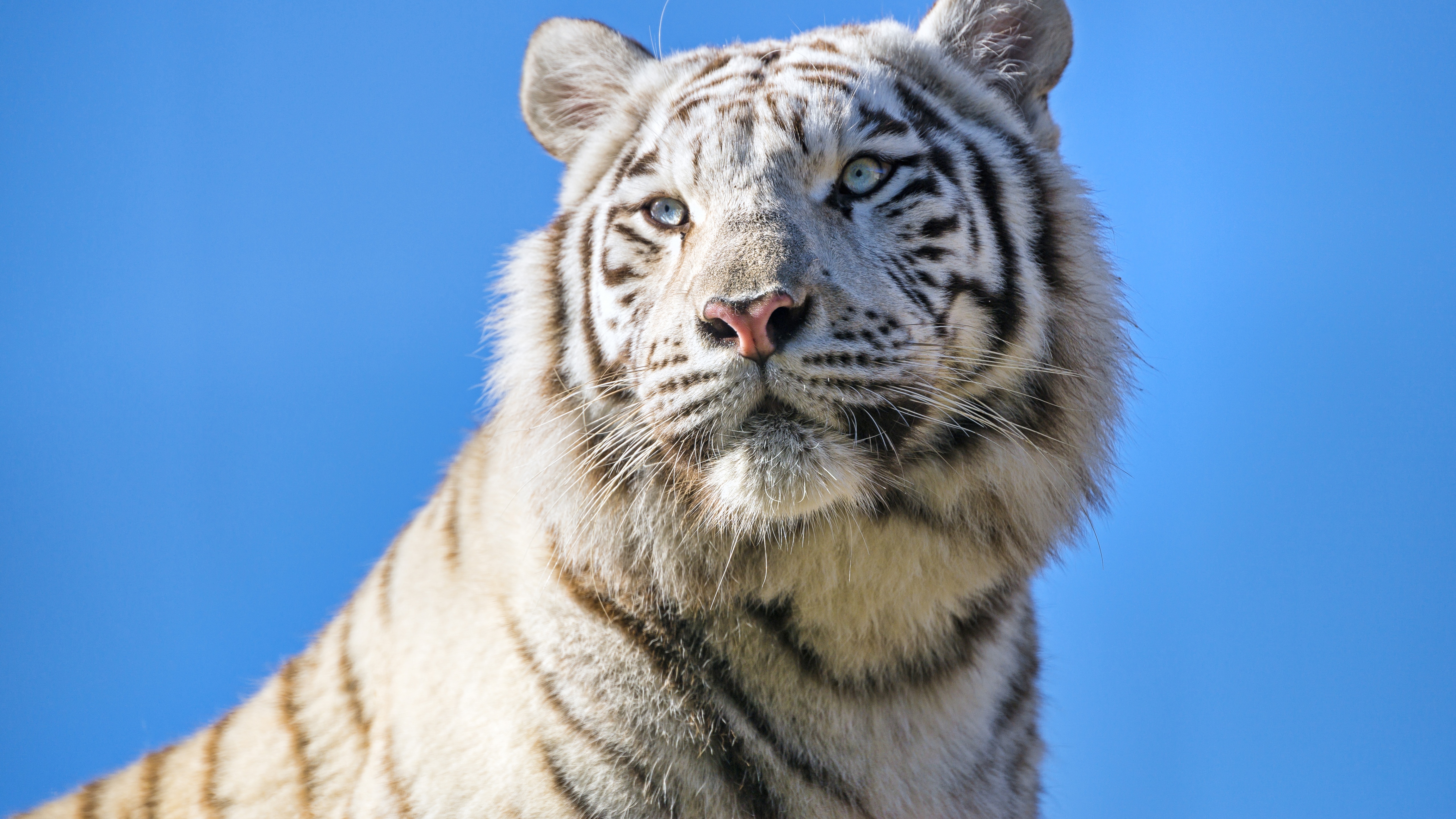 White tiger Wallpaper 4K, Bengal Tiger, Tigress, Animals
