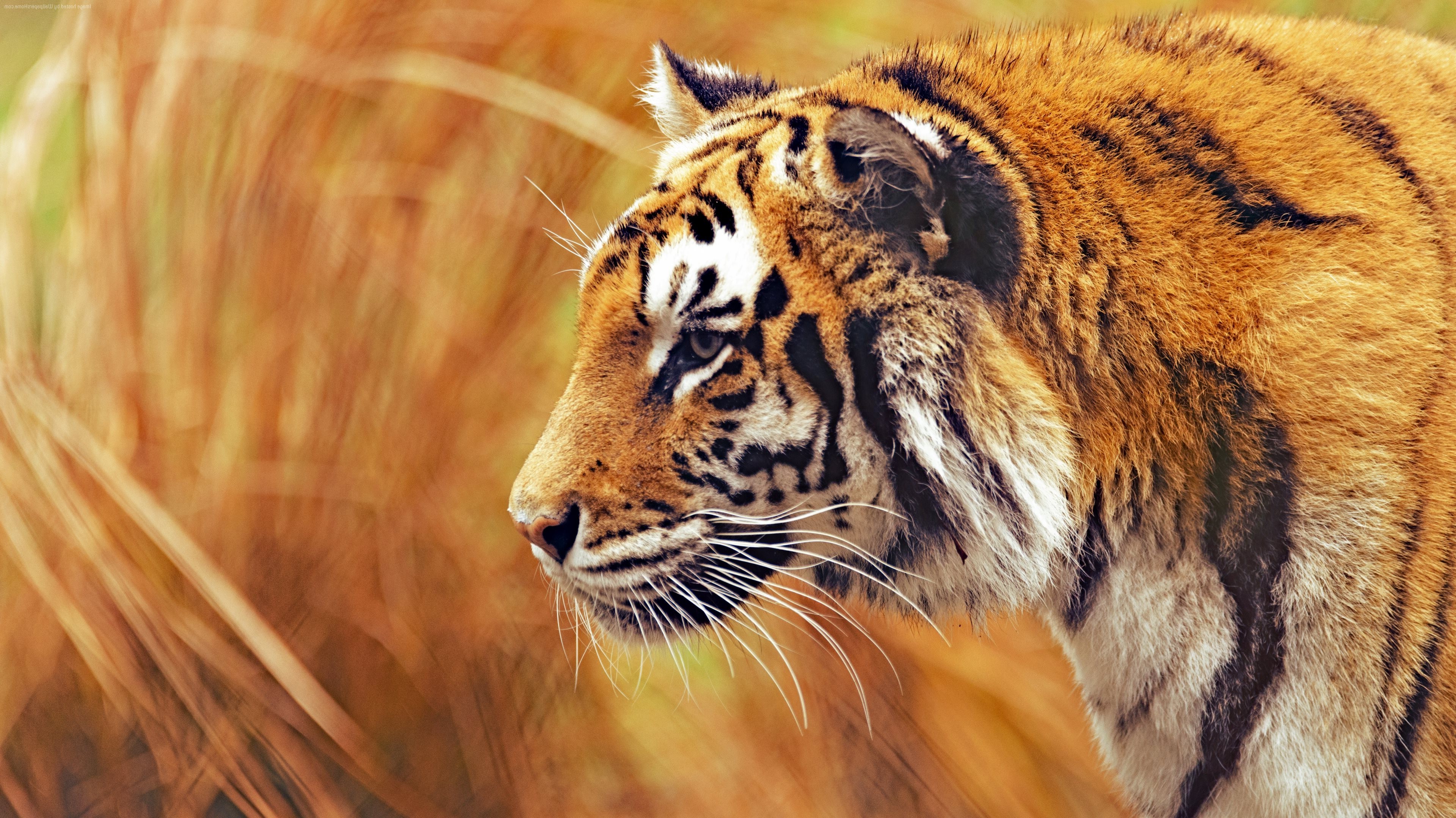 photography, Tiger, Animals, Big Cats Wallpaper HD / Desktop and Mobile Background