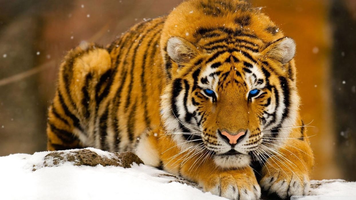 Winter snow blue eyes animals tigers wallpaperx1080