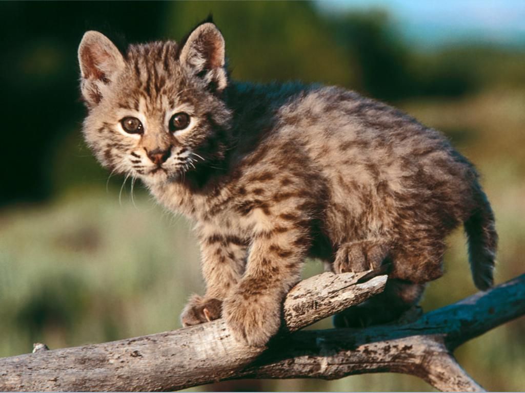Baby Bobcat Wallpaper