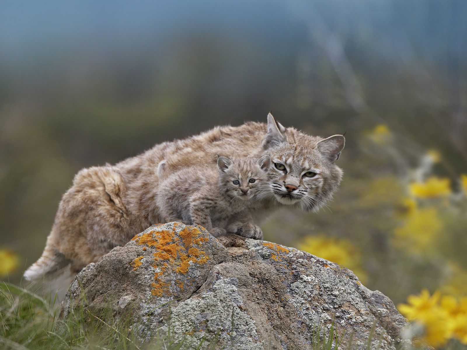 A bobcat and its bobkitten. Animals, Cute animal picture, Bobcat kitten