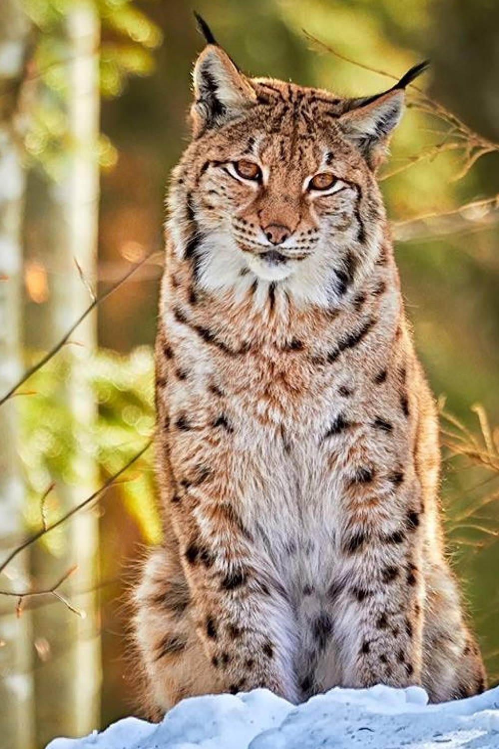 Bobcat Wallpaper - Pet birds, Animals, Weird animals