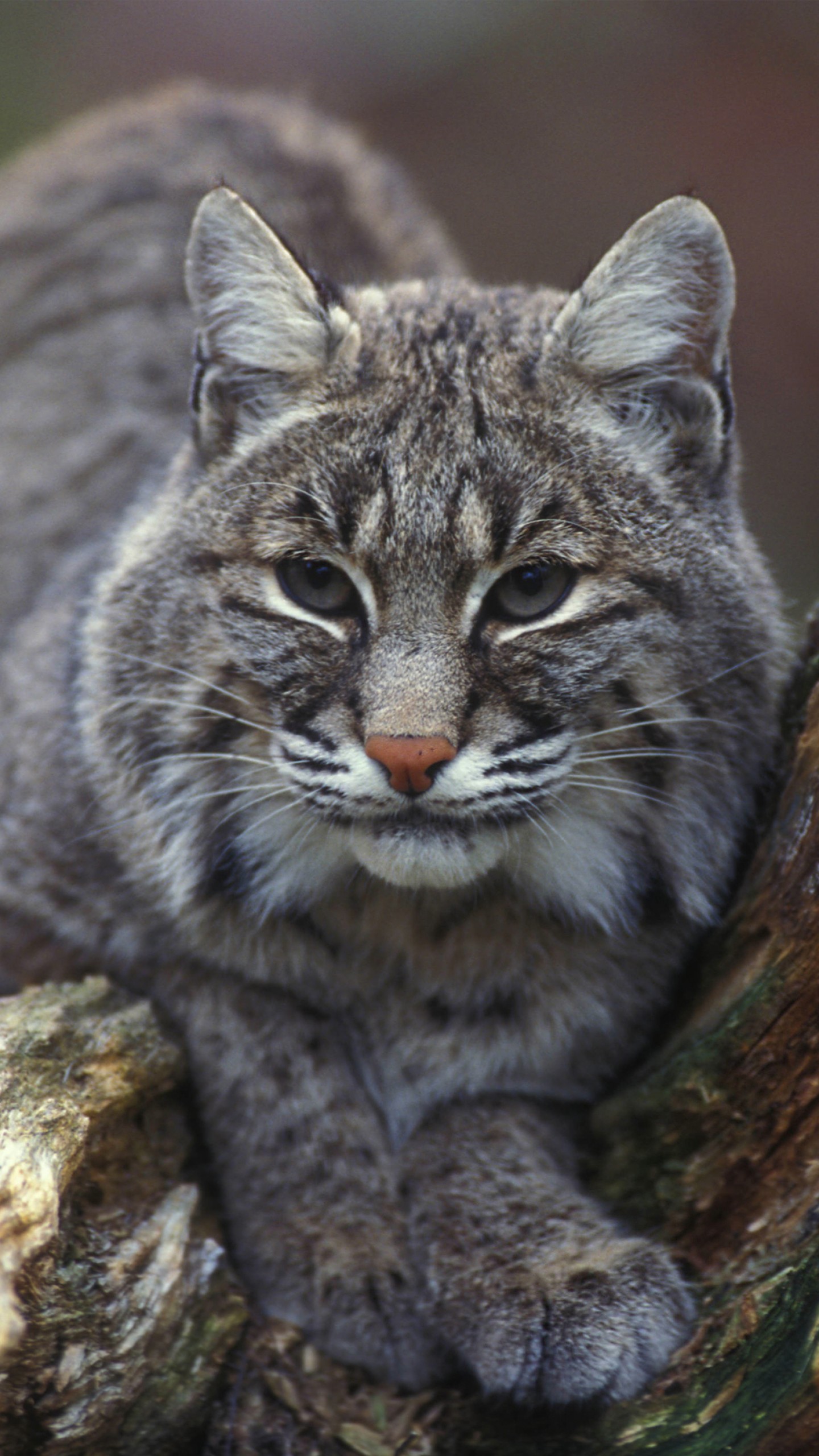 Wallpaper Bobcat, New York, USA, Animals
