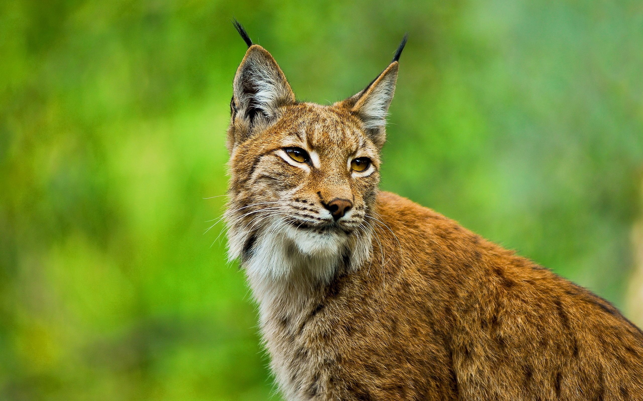 Bobcat Wallpaper Background Image. View, download, comment, and rate. Pet birds, Wild cats, Big cats