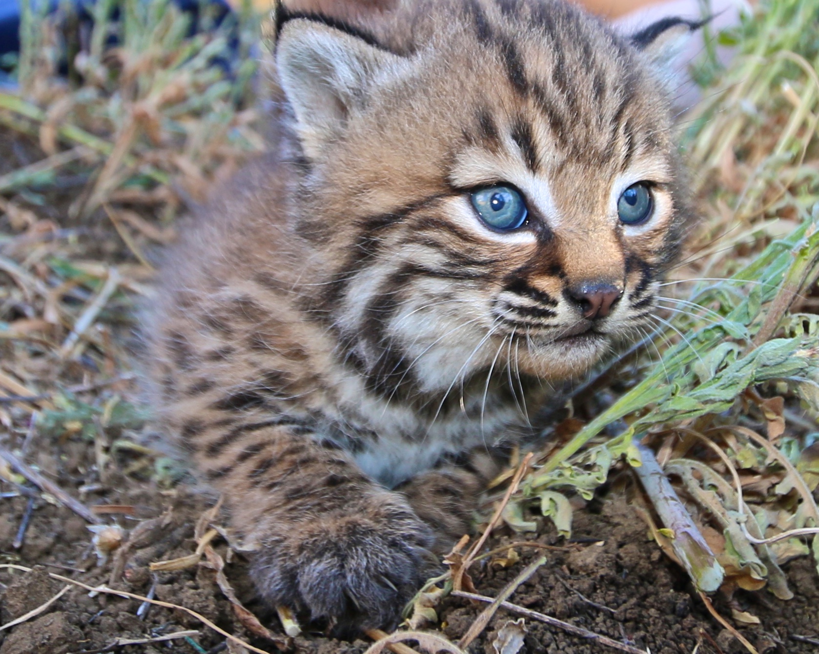 Bobkitten 327