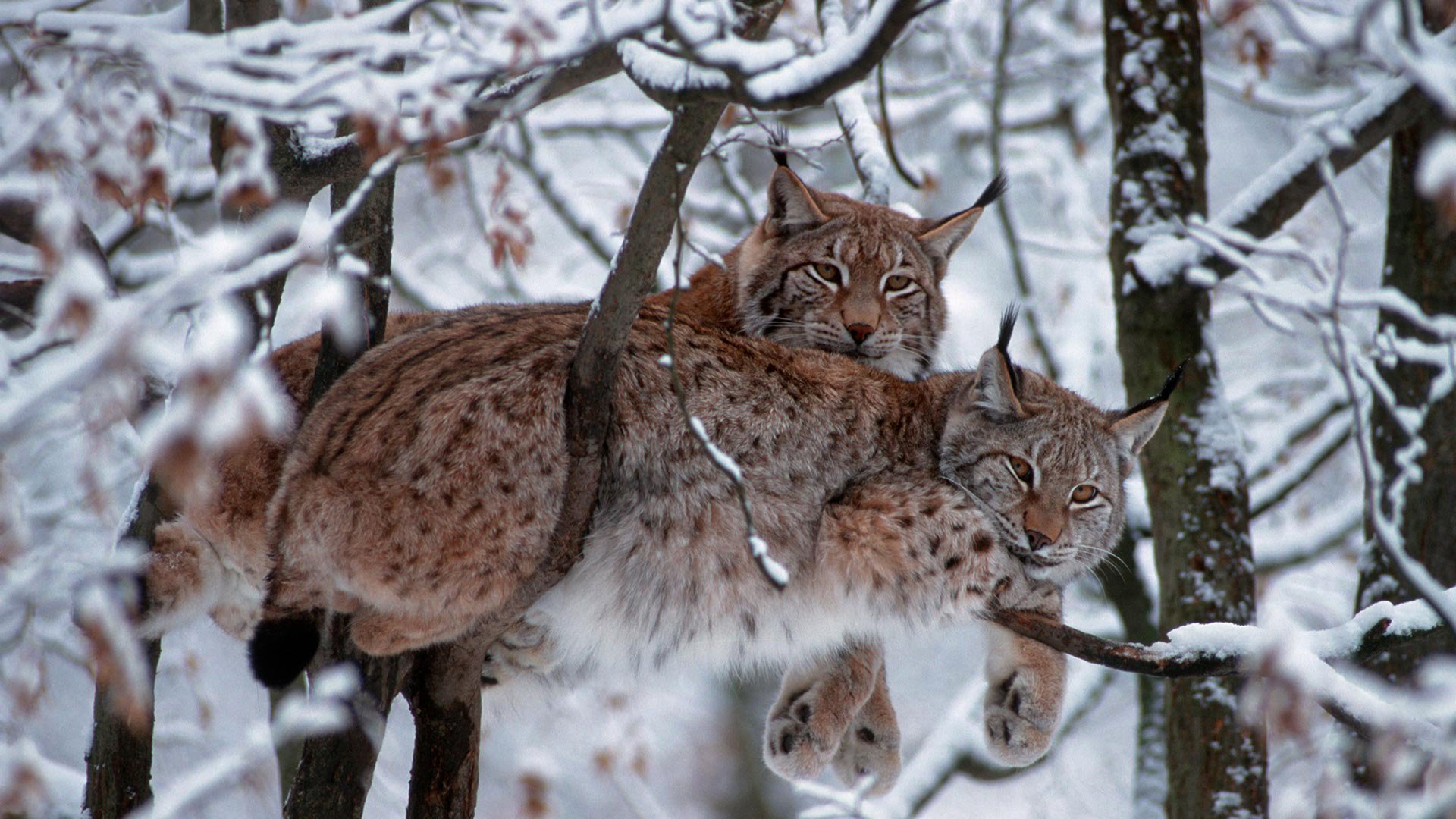 animals, Mammals, Snow, Trees, Bobcat Wallpaper HD / Desktop and Mobile Background
