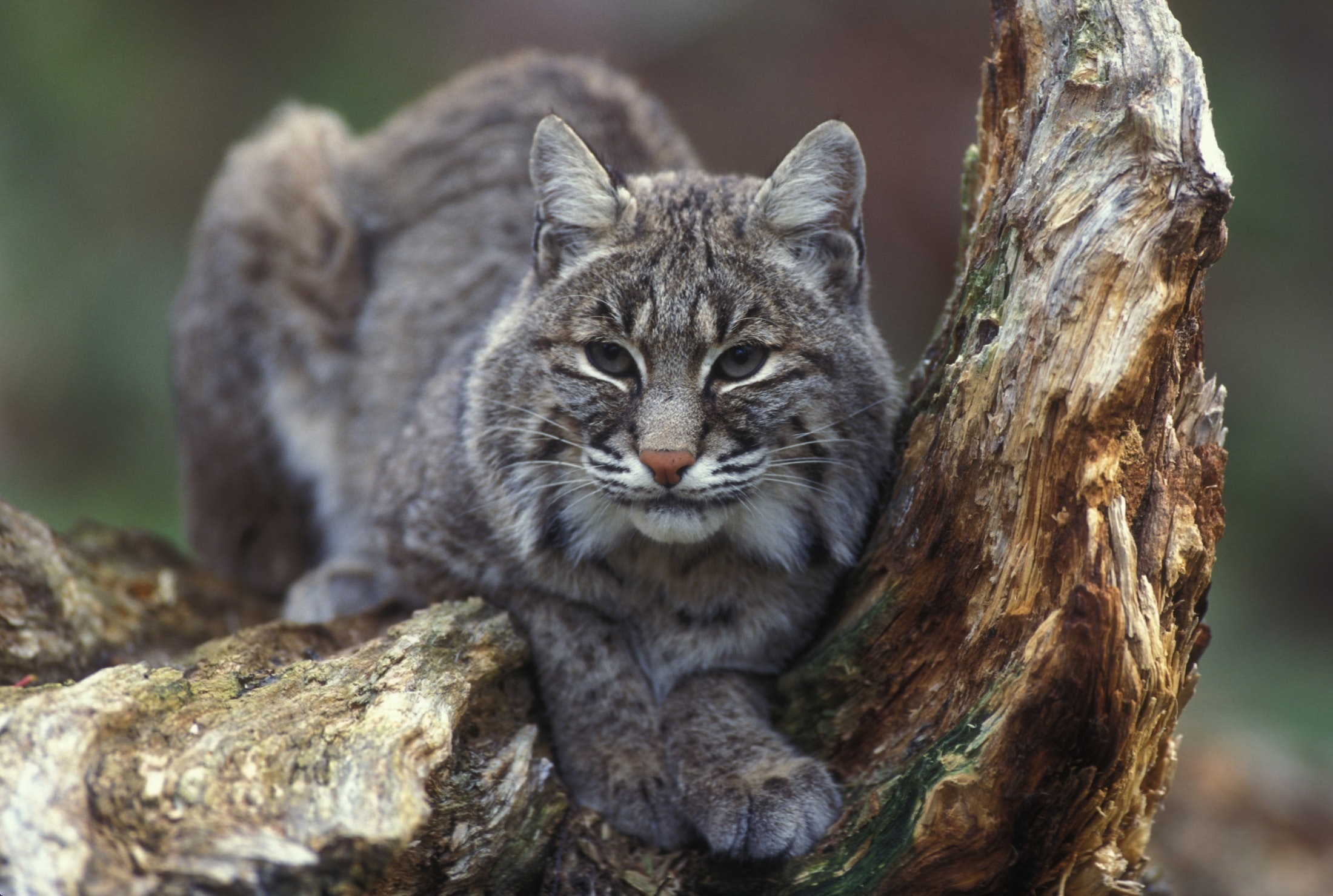Bobcat Photo, Download Free Bobcat & HD Image