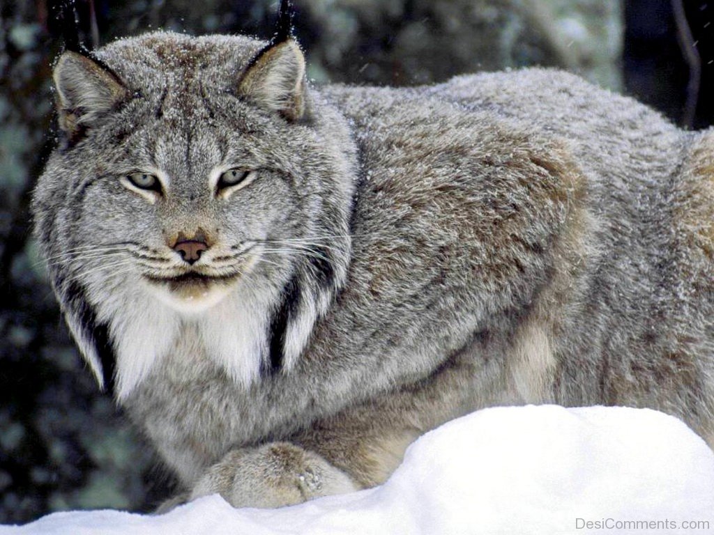 Big Bobcat