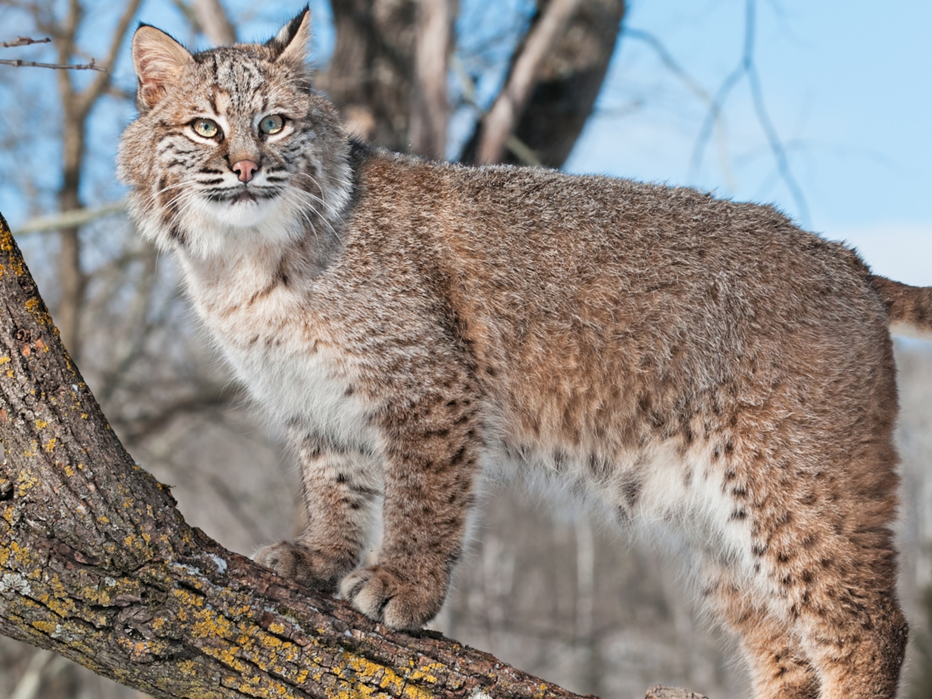 Bobcat Animal Profile