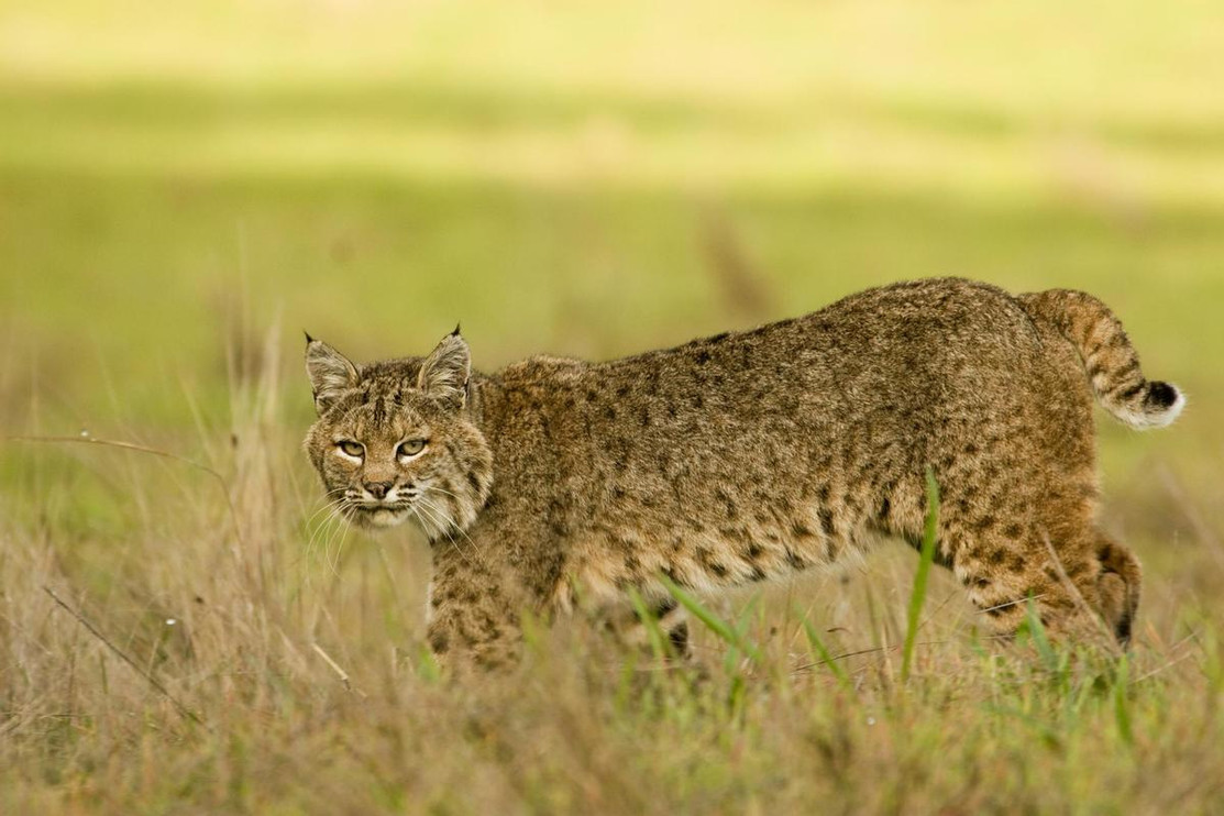 Small Cat Spotlight: Bobcat
