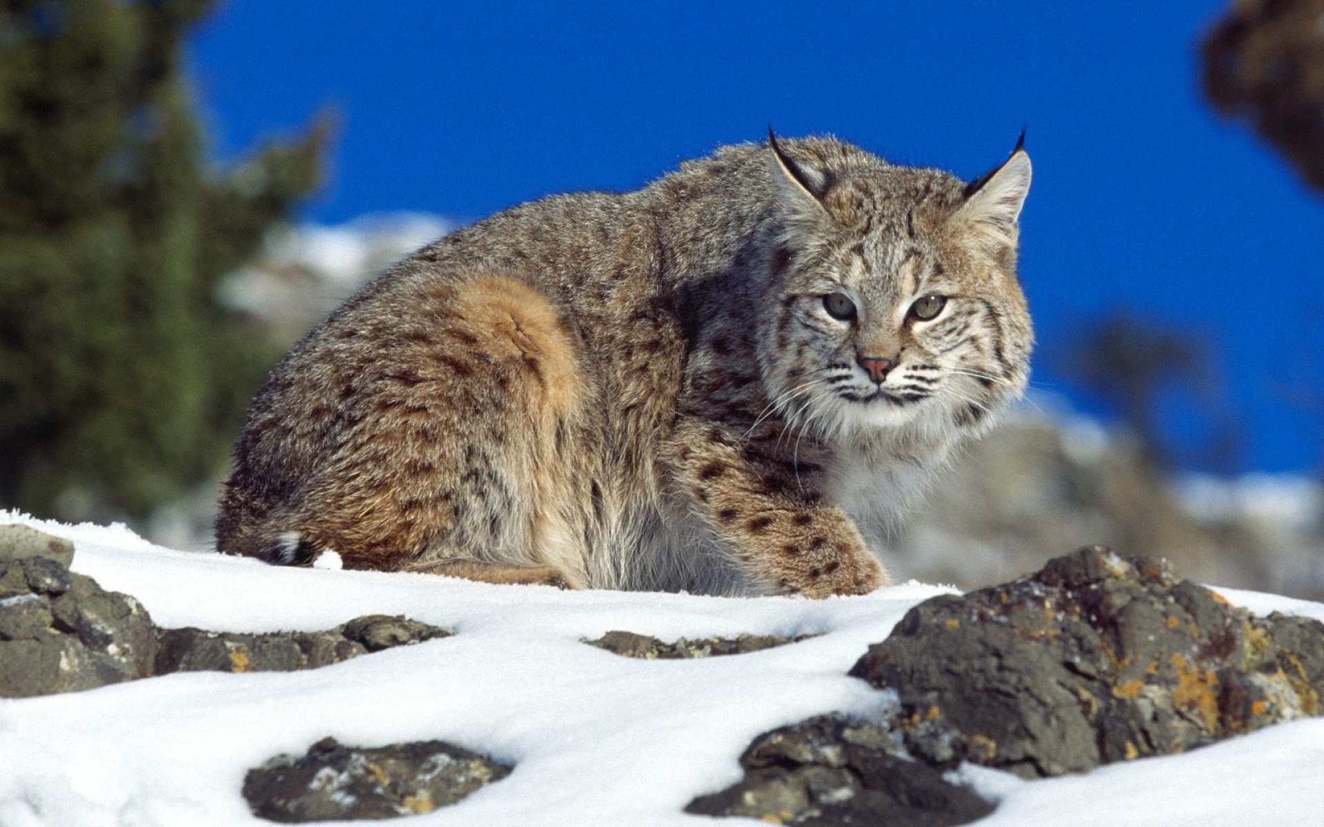 Wallpaper 4k Cold Stare Bobcat Wallpaper