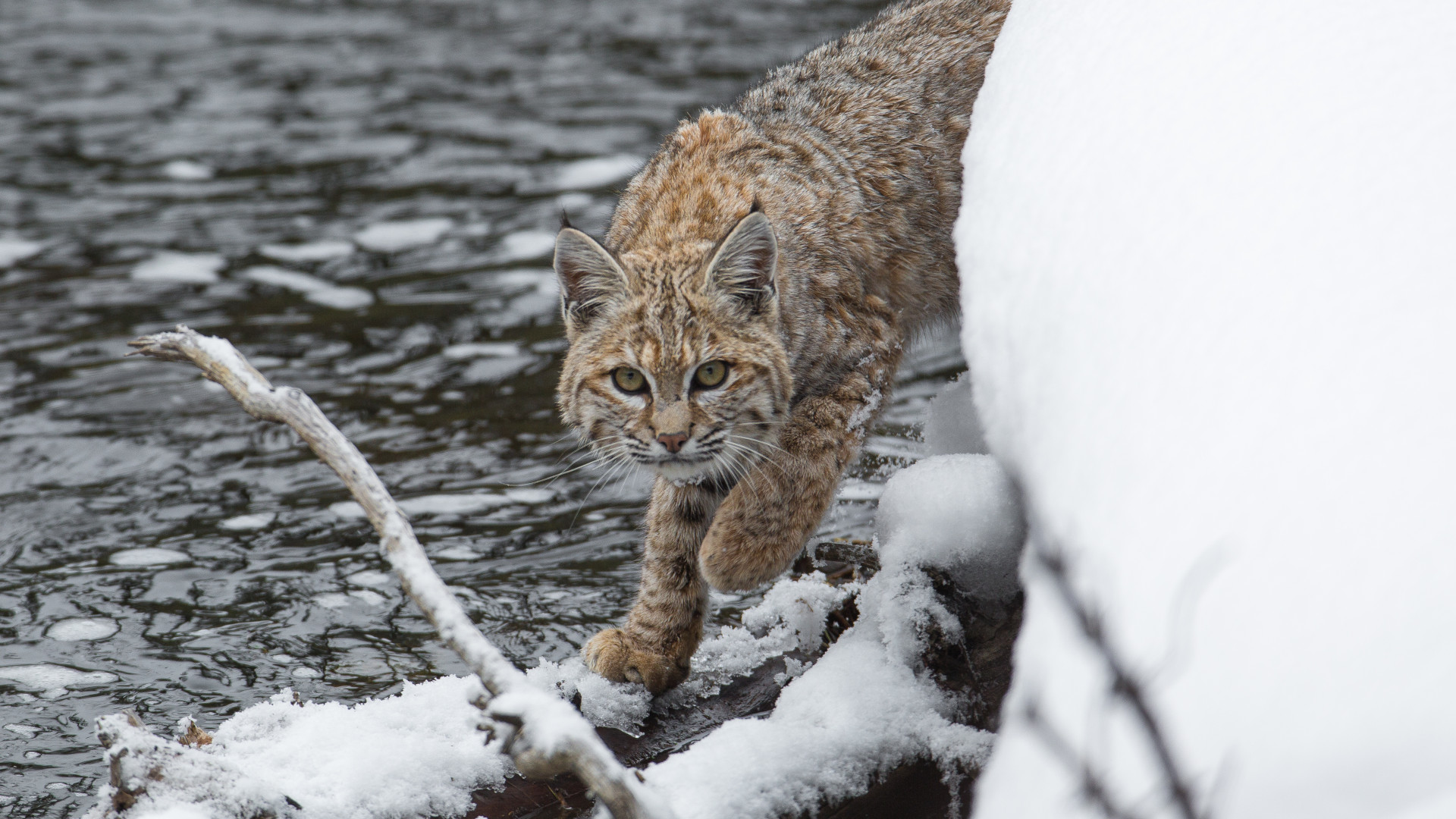 Species Spotlight: The Bobcat