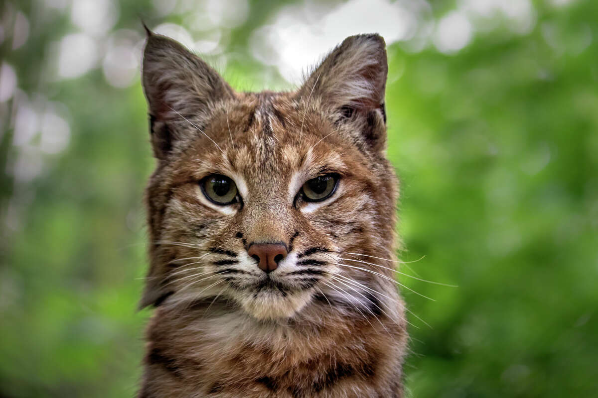Man films rare bobcats playing at Texas golf course