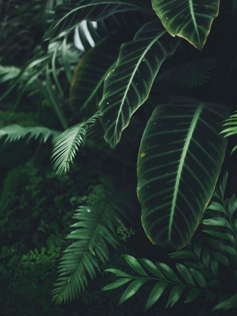 Green Plant Aesthetic Wallpaper Free Green Plant Aesthetic Background
