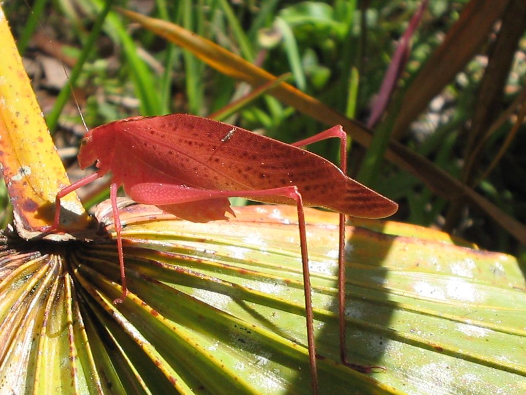 Photos of the Very Rare Pink Katydid