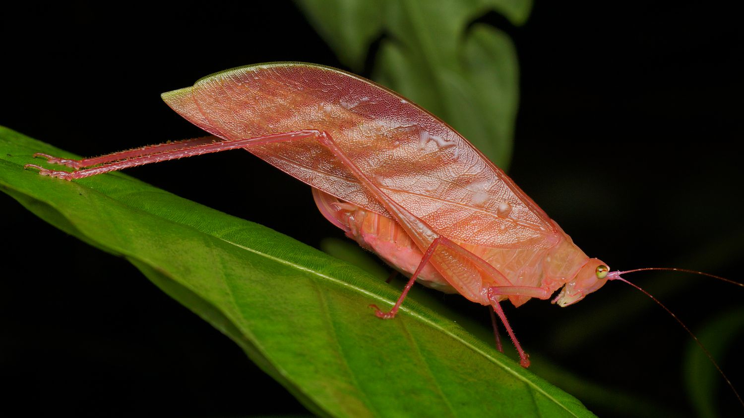 Photos of the Very Rare Pink Katydid